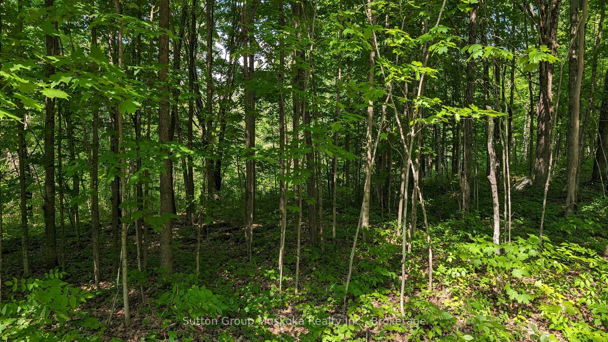 Lot 2 Tally-ho Winter Park Road Property Photo 7
