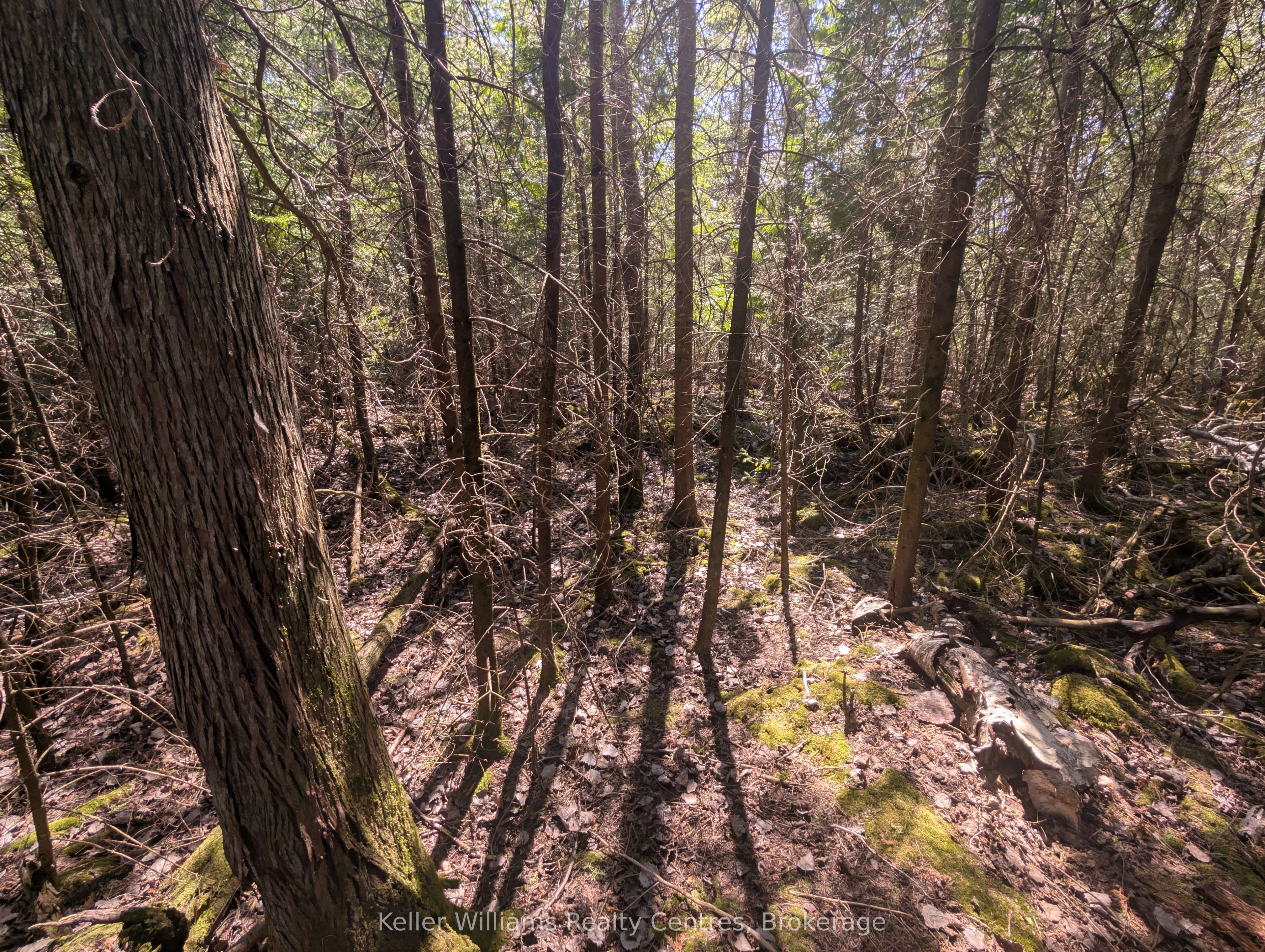 Lot 10 Trillium Crossing Property Photo 11