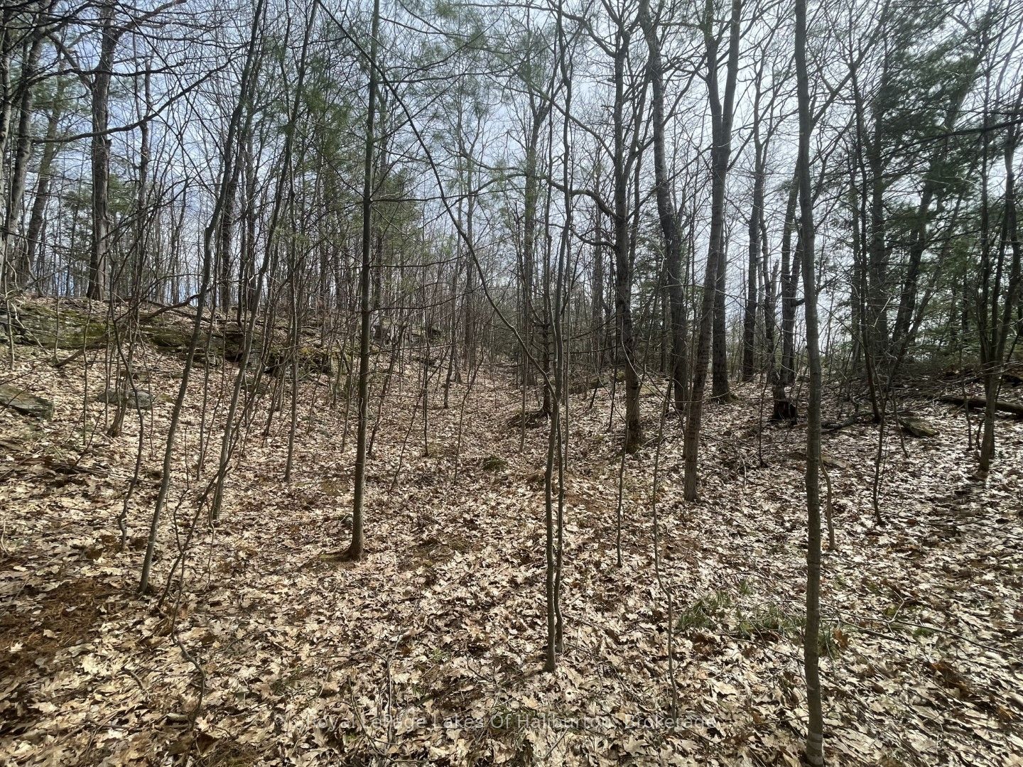0 Starlight Road Property Photo 16