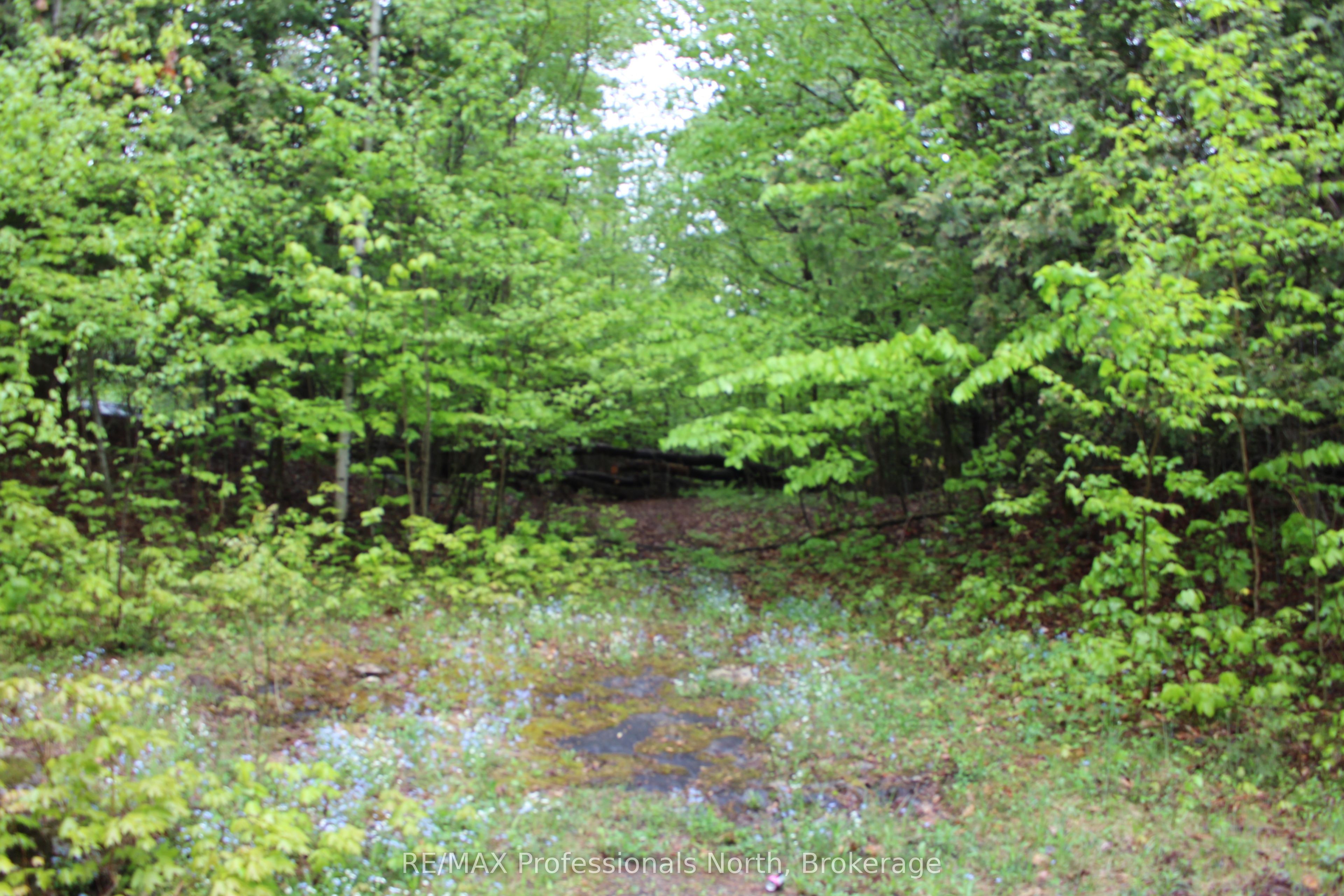 0 Kashagawigamog Lake Road Property Photo 4