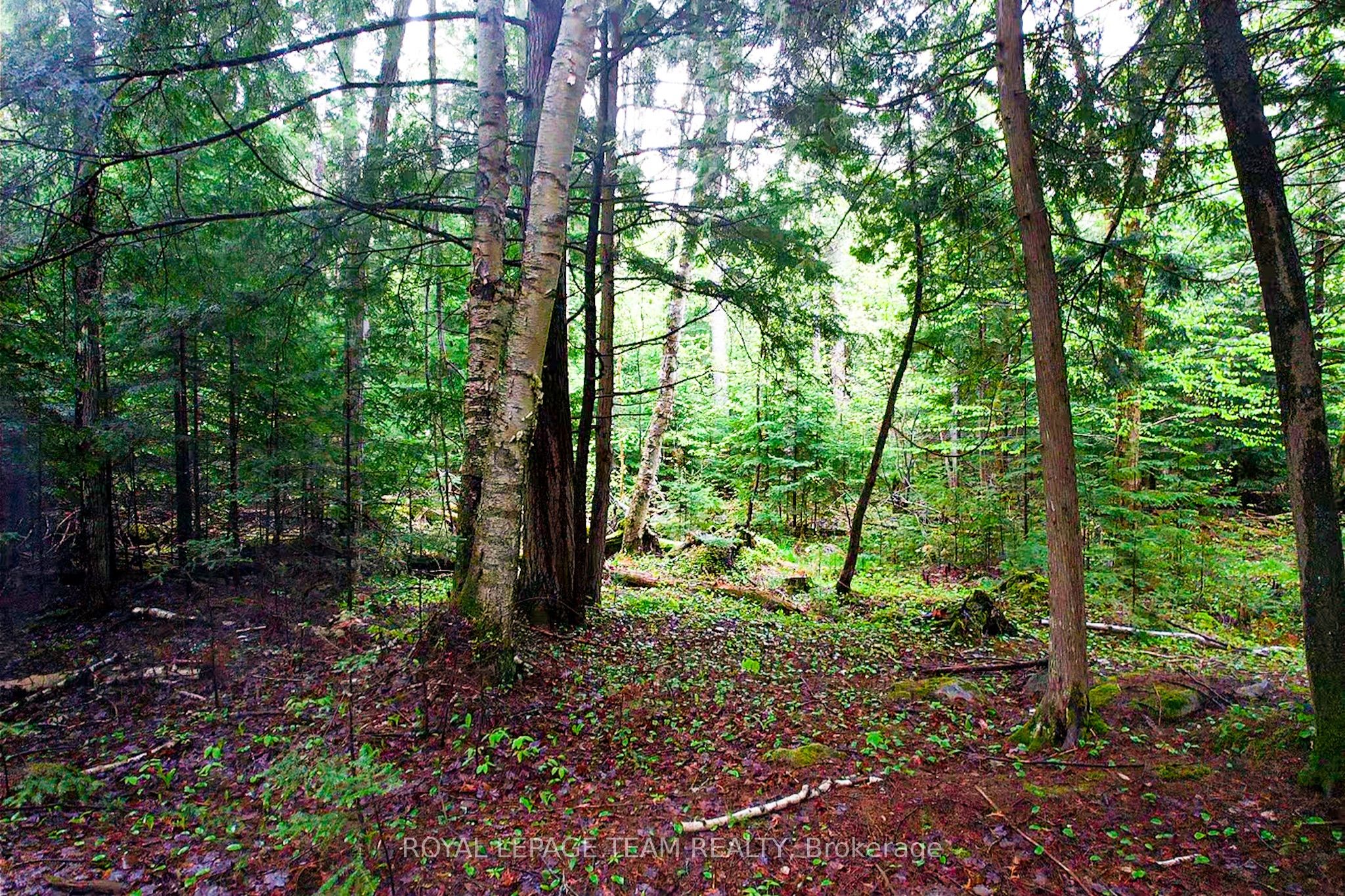 - Biernacki Mountain Road Property Photo 2