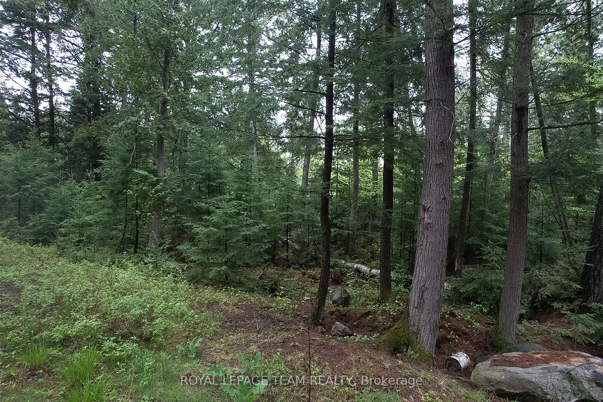 - Biernacki Mountain Road Property Photo 14