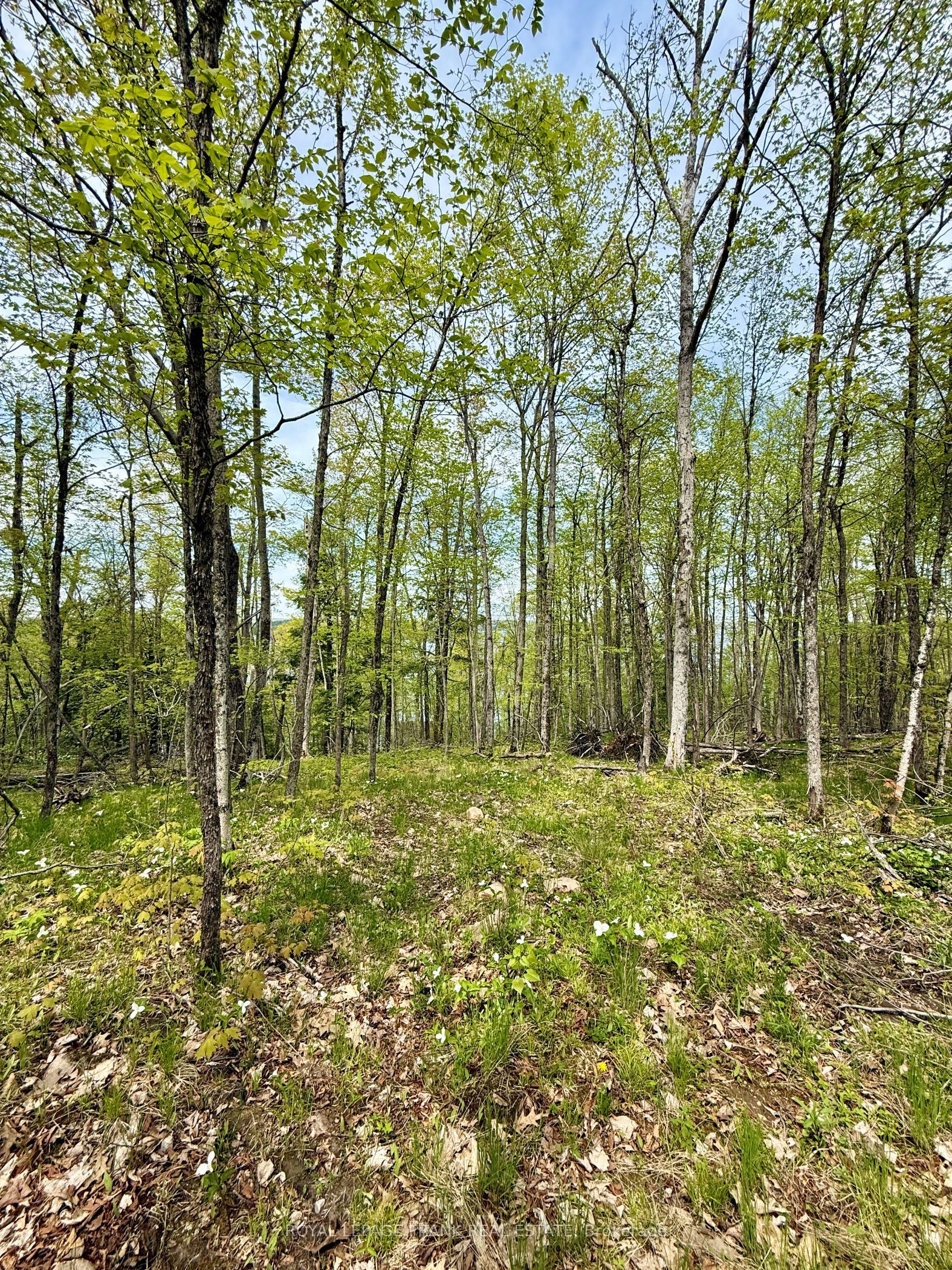 00 Birchview Road Property Photo 8