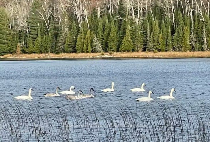 44a Aryhart Lake Road Property Photo 47