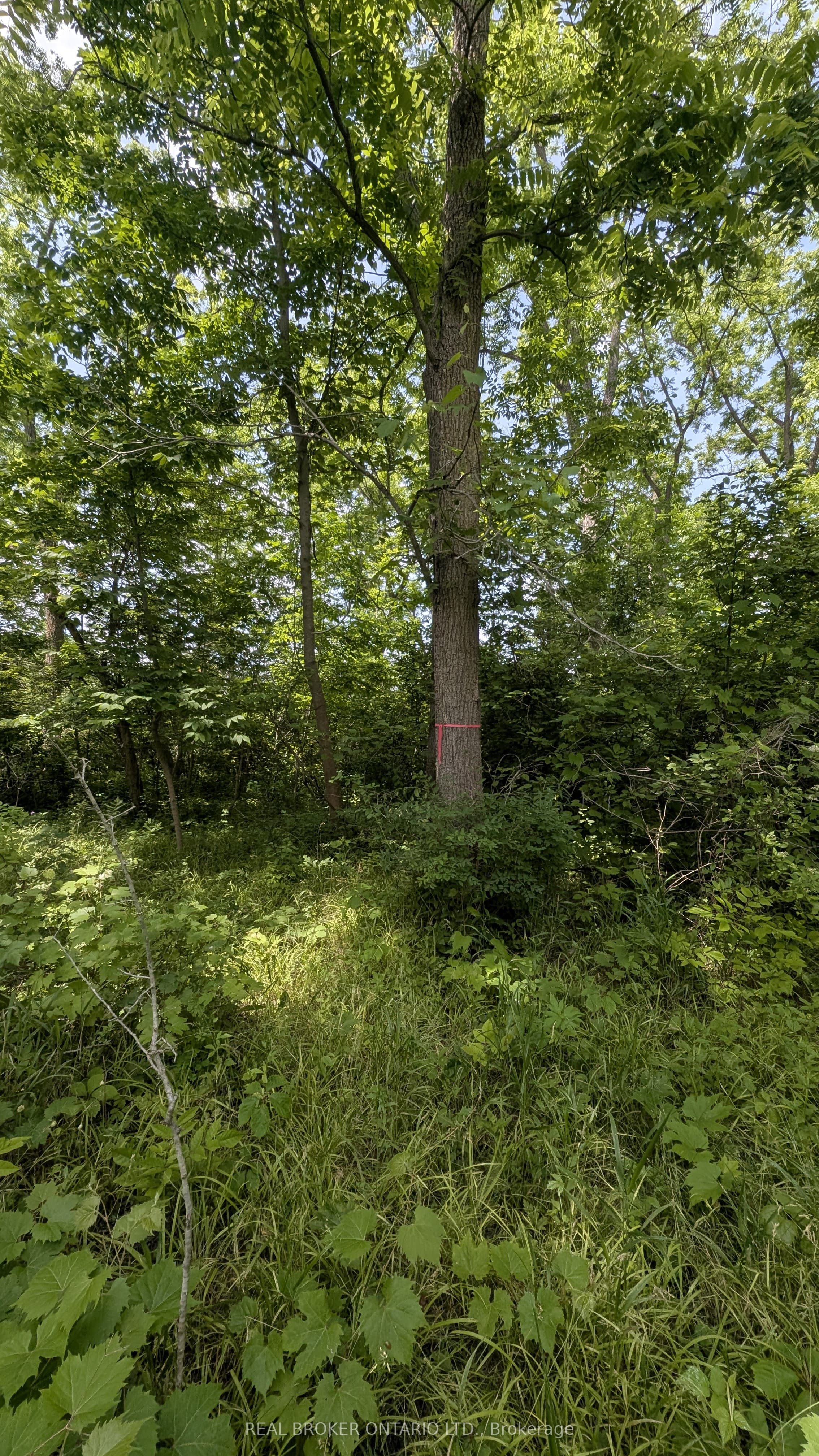37 Kincardine Street Property Photo 3