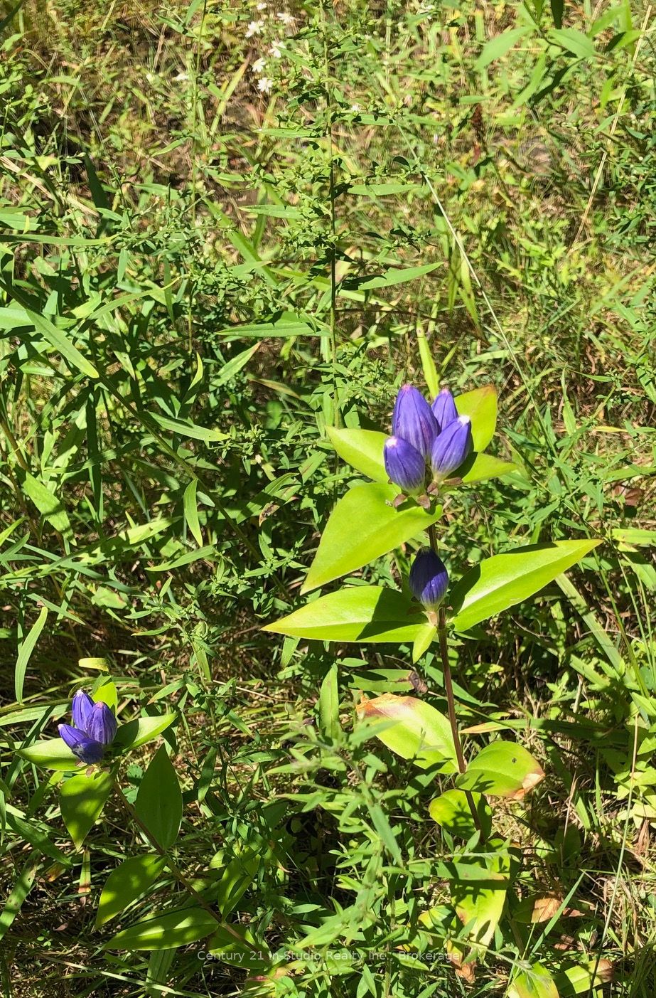 Lot 13 Boat Lake Road Property Photo 6