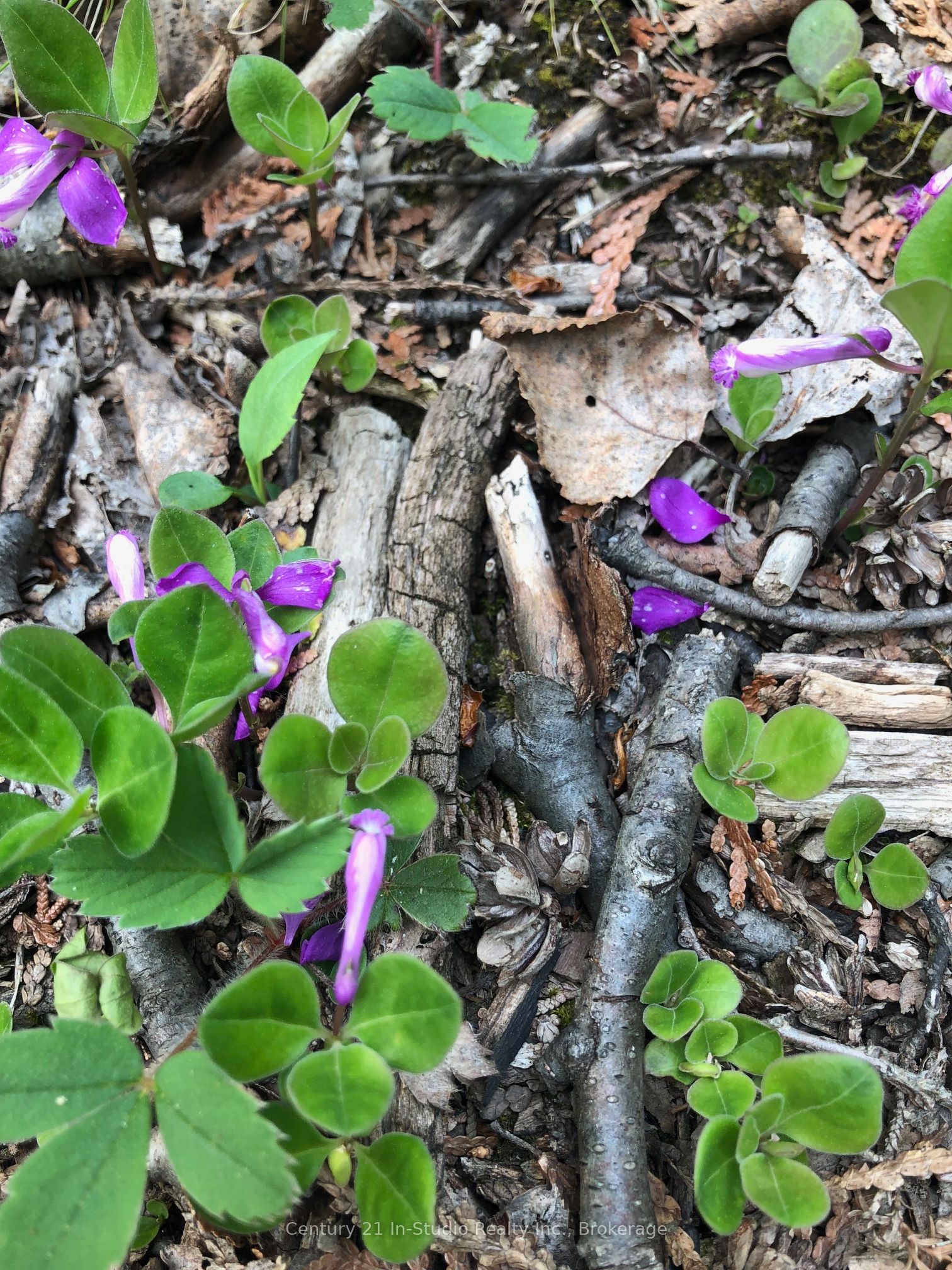 Lot 13 Boat Lake Road Property Photo 9