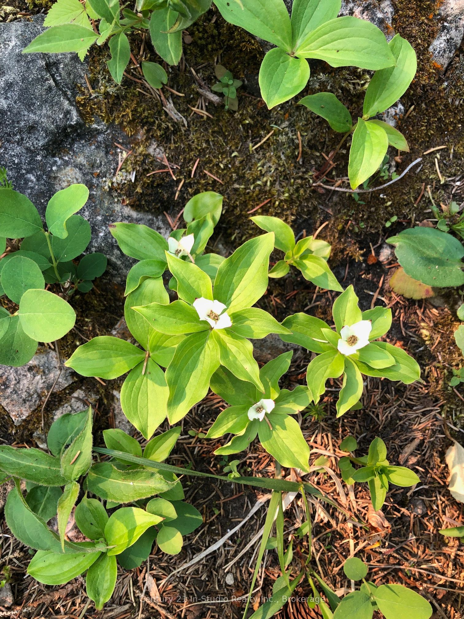 Lot 13 Boat Lake Road Property Photo 11