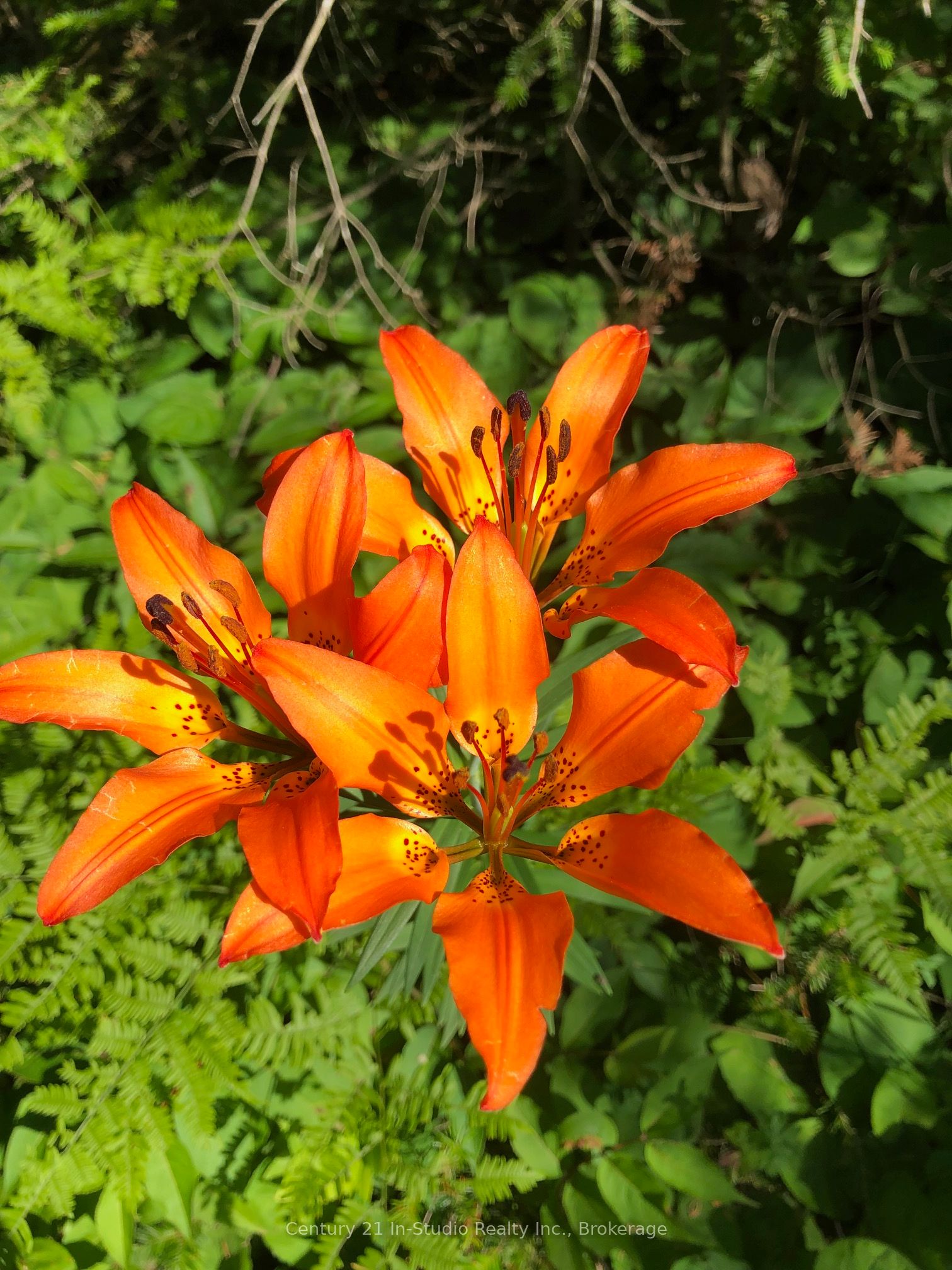 Lot 13 Boat Lake Road Property Photo 12