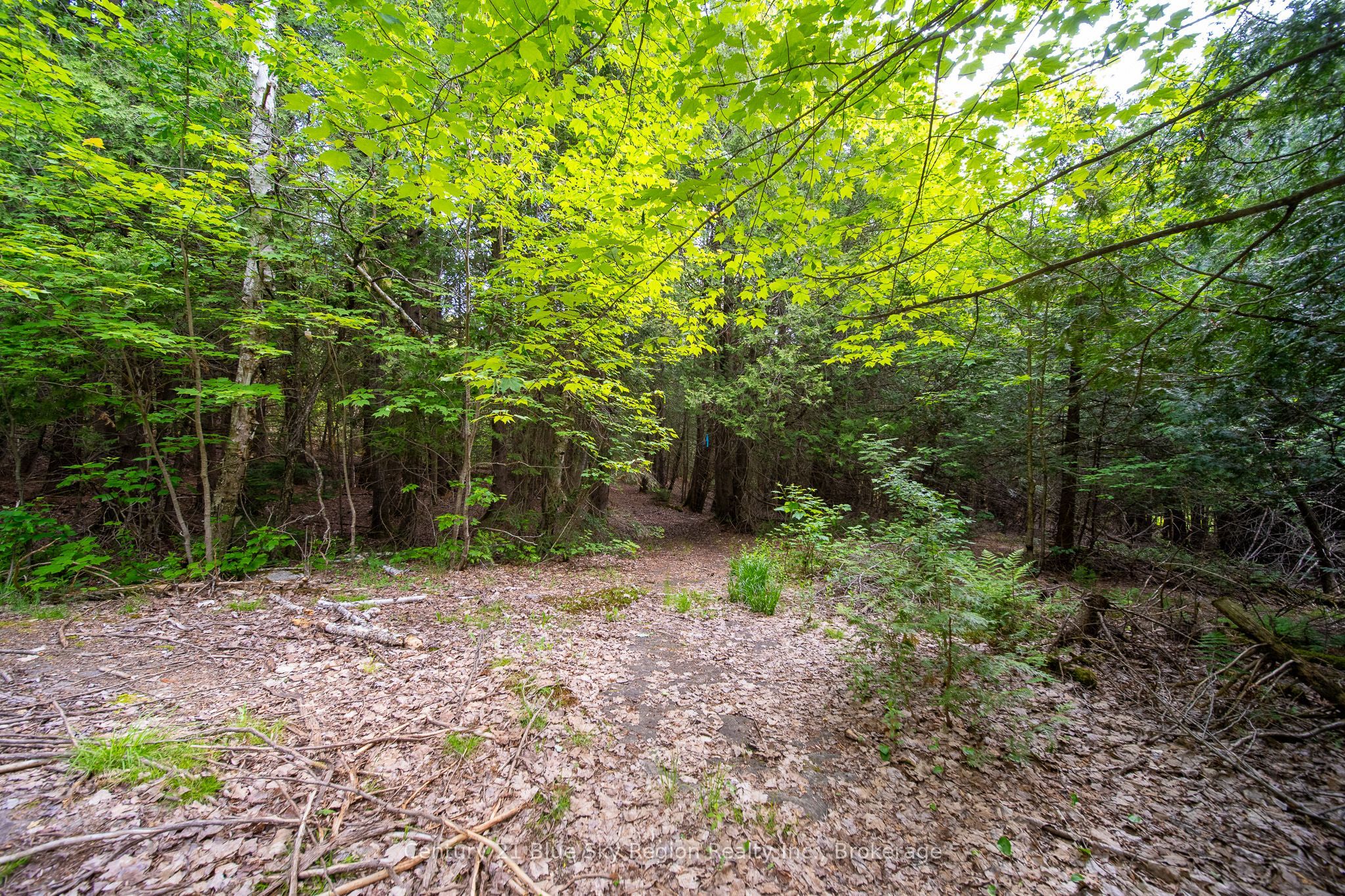 LOT 20 Collins Drive Property Photo 1