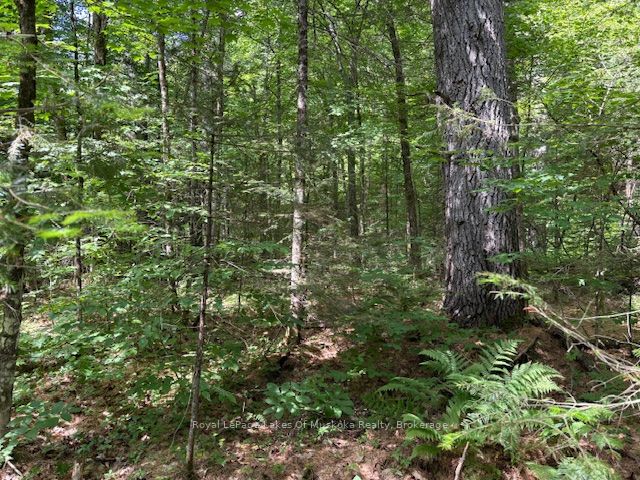 0 Forest Lake Road Property Photo 1