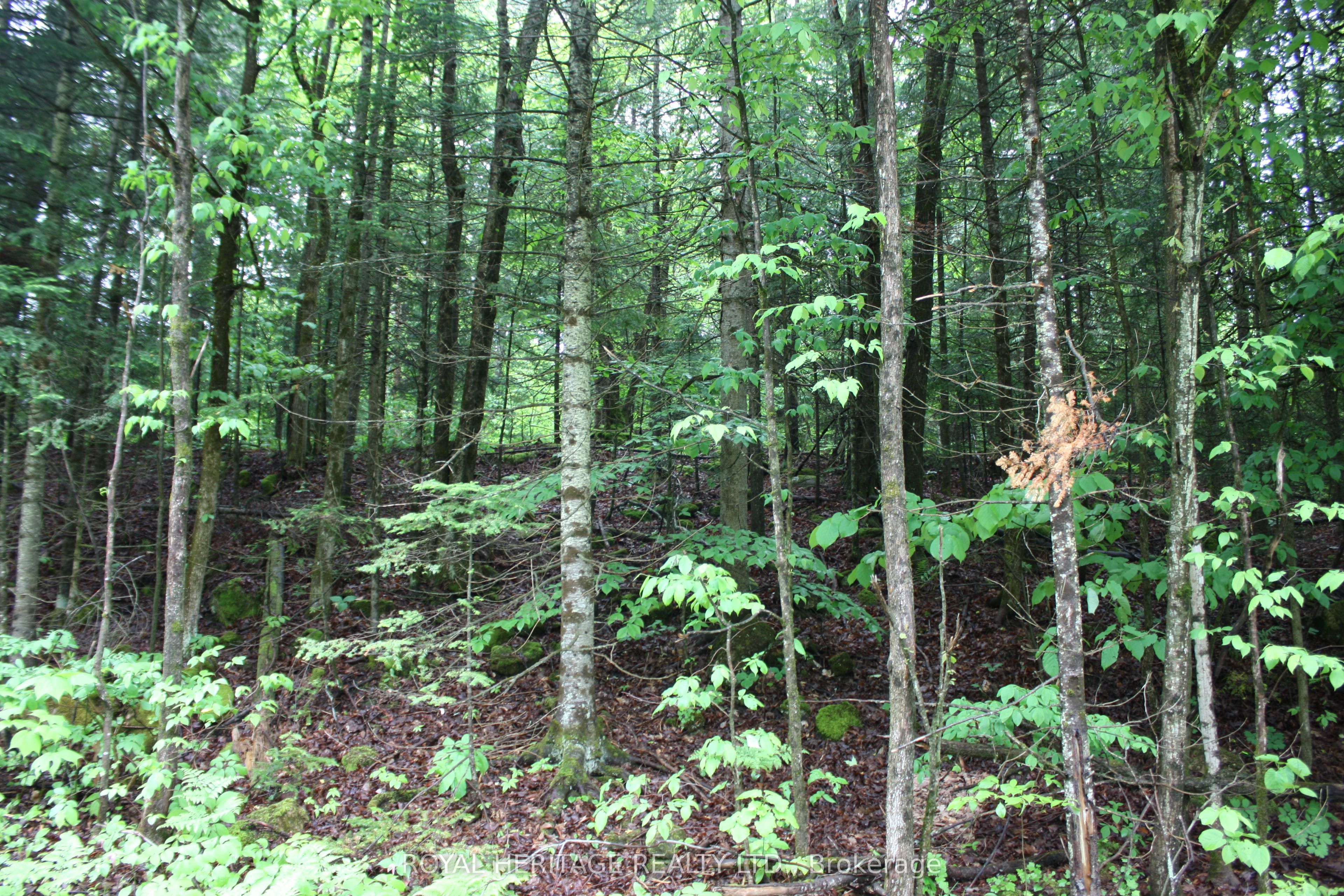 0 Quarry Road Property Photo 4