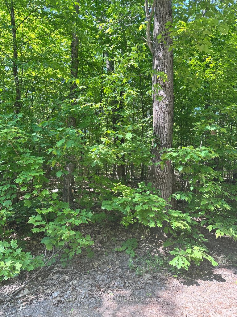 Pt Lot 6 Con 10 Monmouth Madill Road Property Photo 3