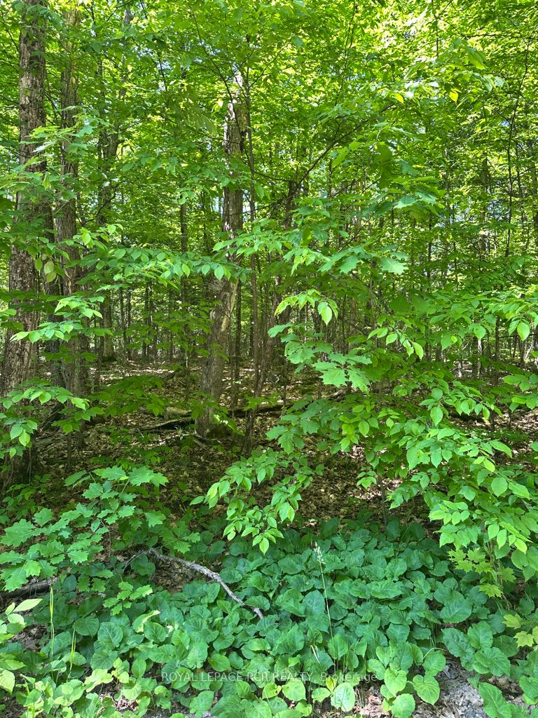 Pt Lot 6 Con 10 Monmouth Madill Road Property Photo 4