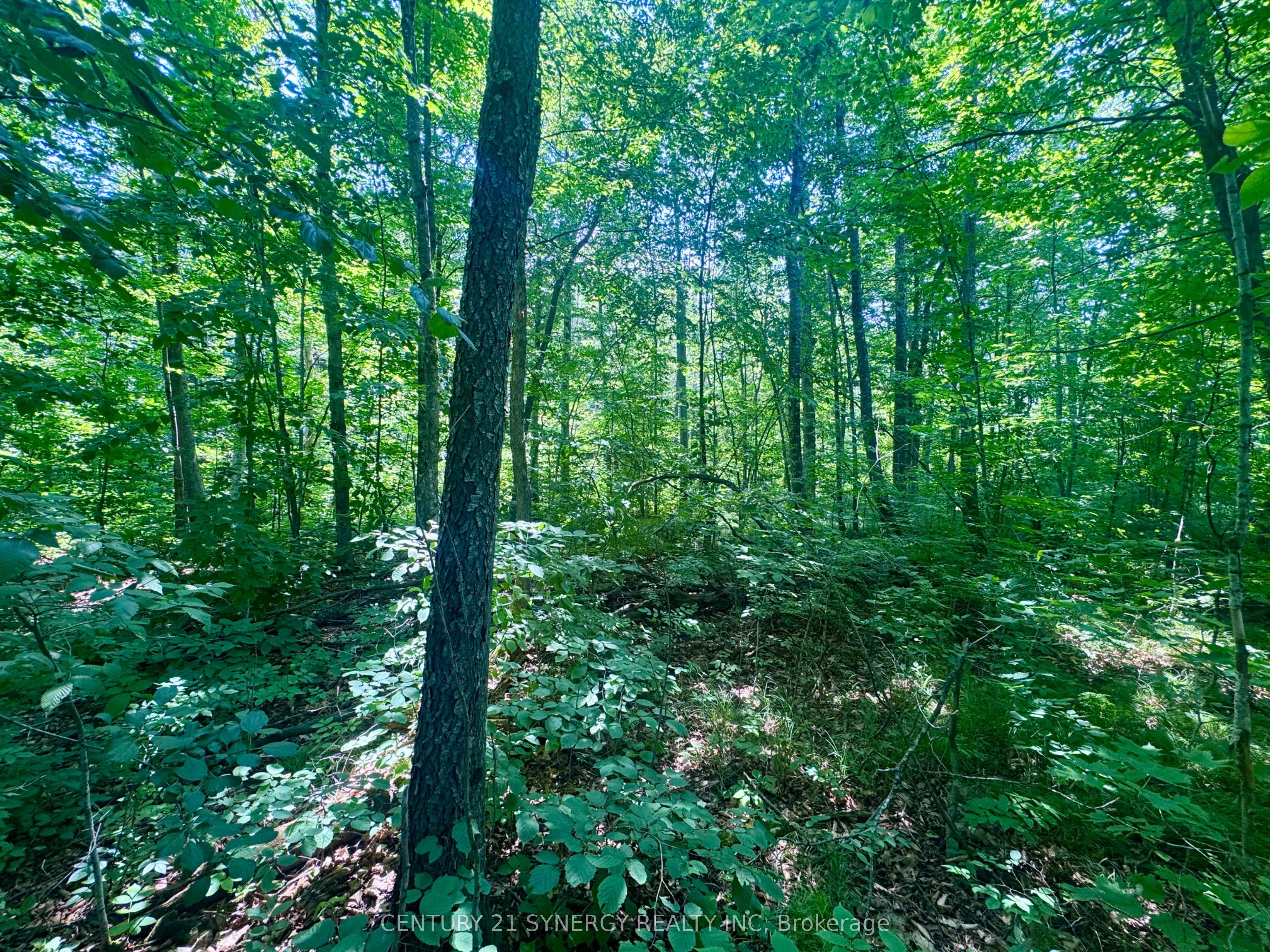 0 Riley Road Property Photo 5