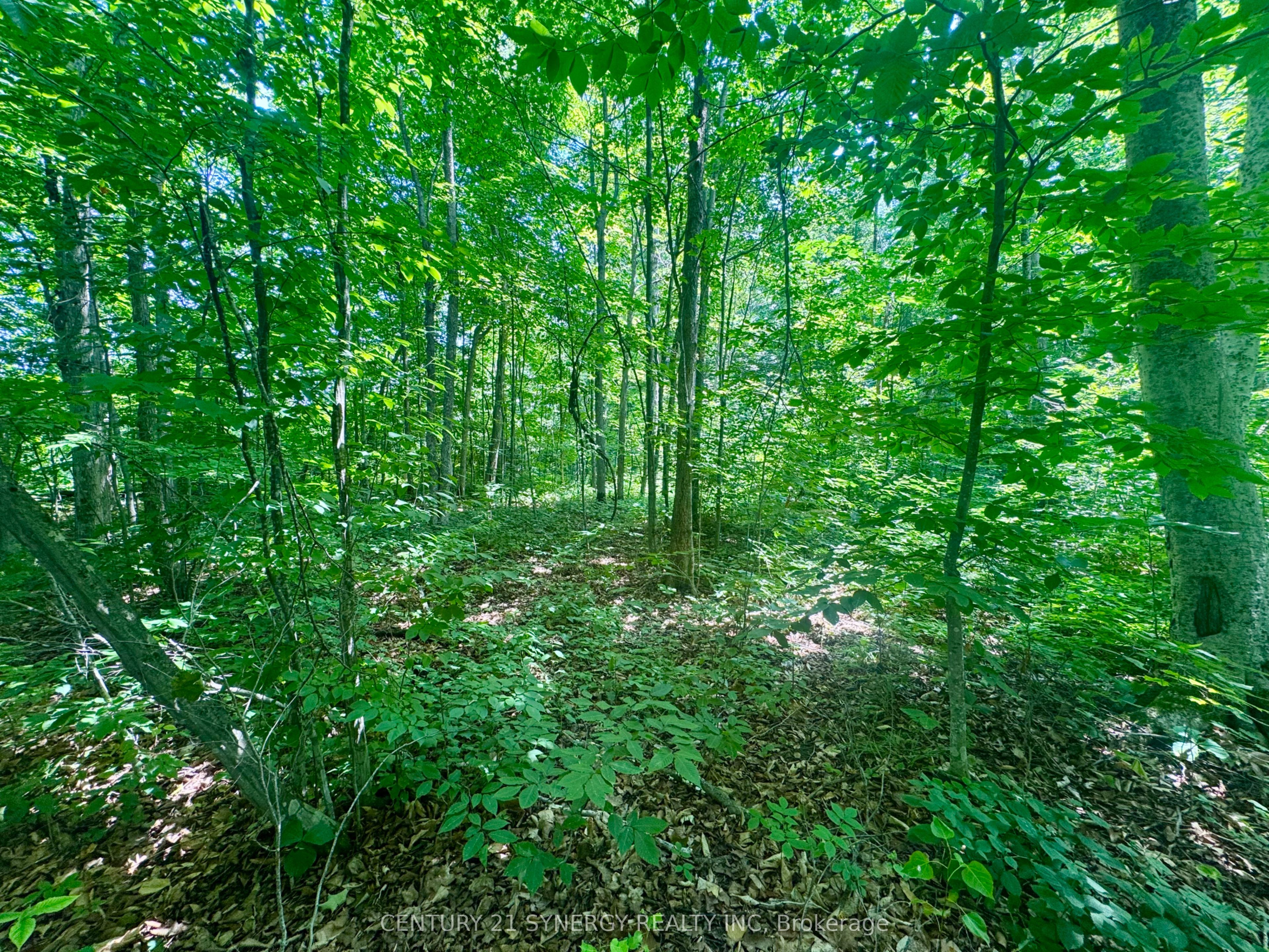 0 Riley Road Property Photo 7