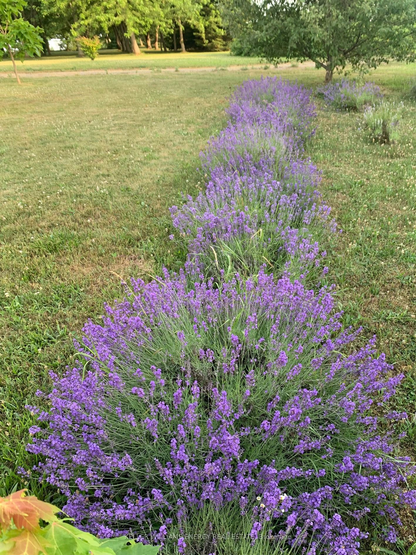 326 Cressy Bayside Road Property Photo 47