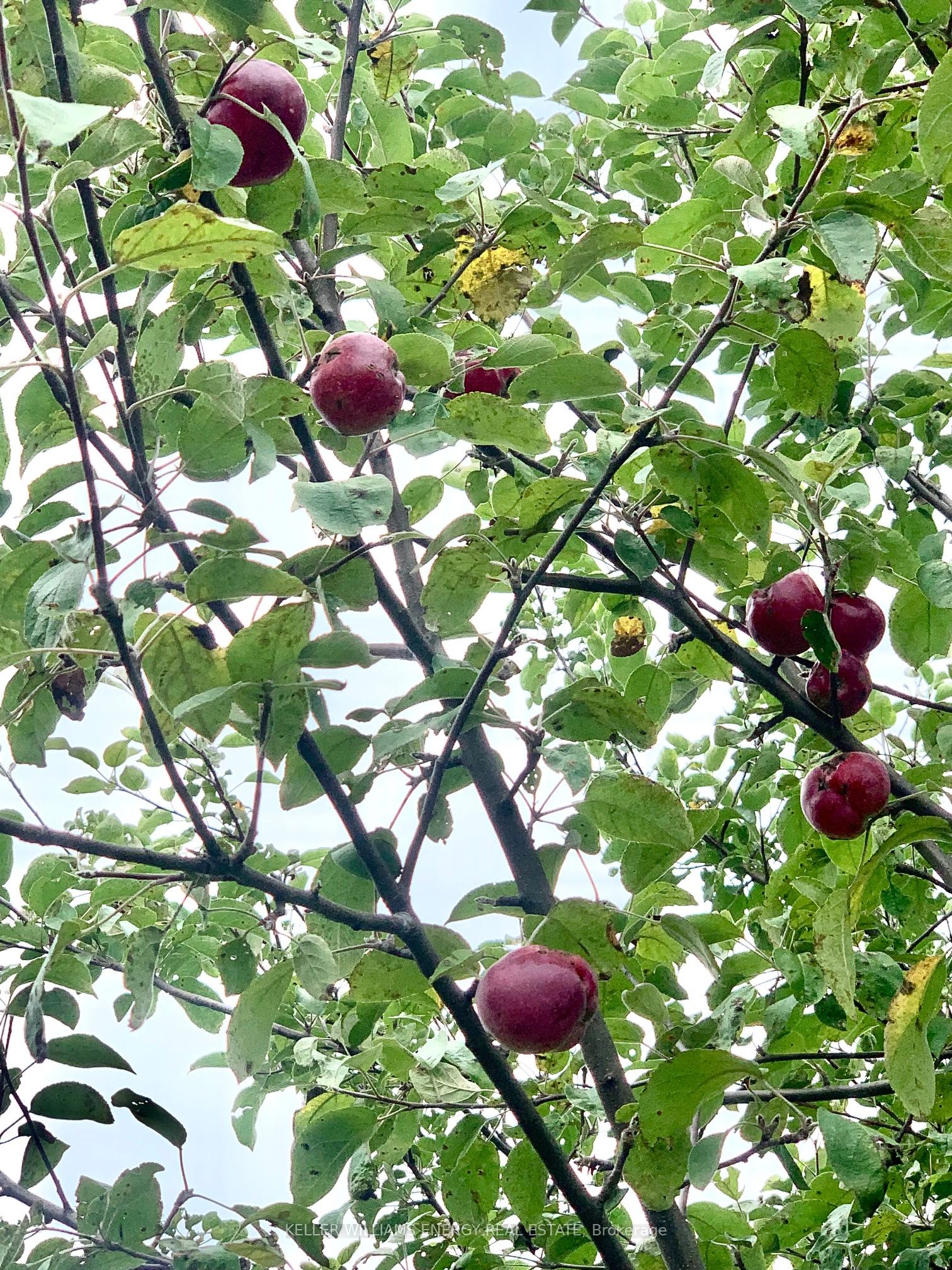 326 Cressy Bayside Road Property Photo 48