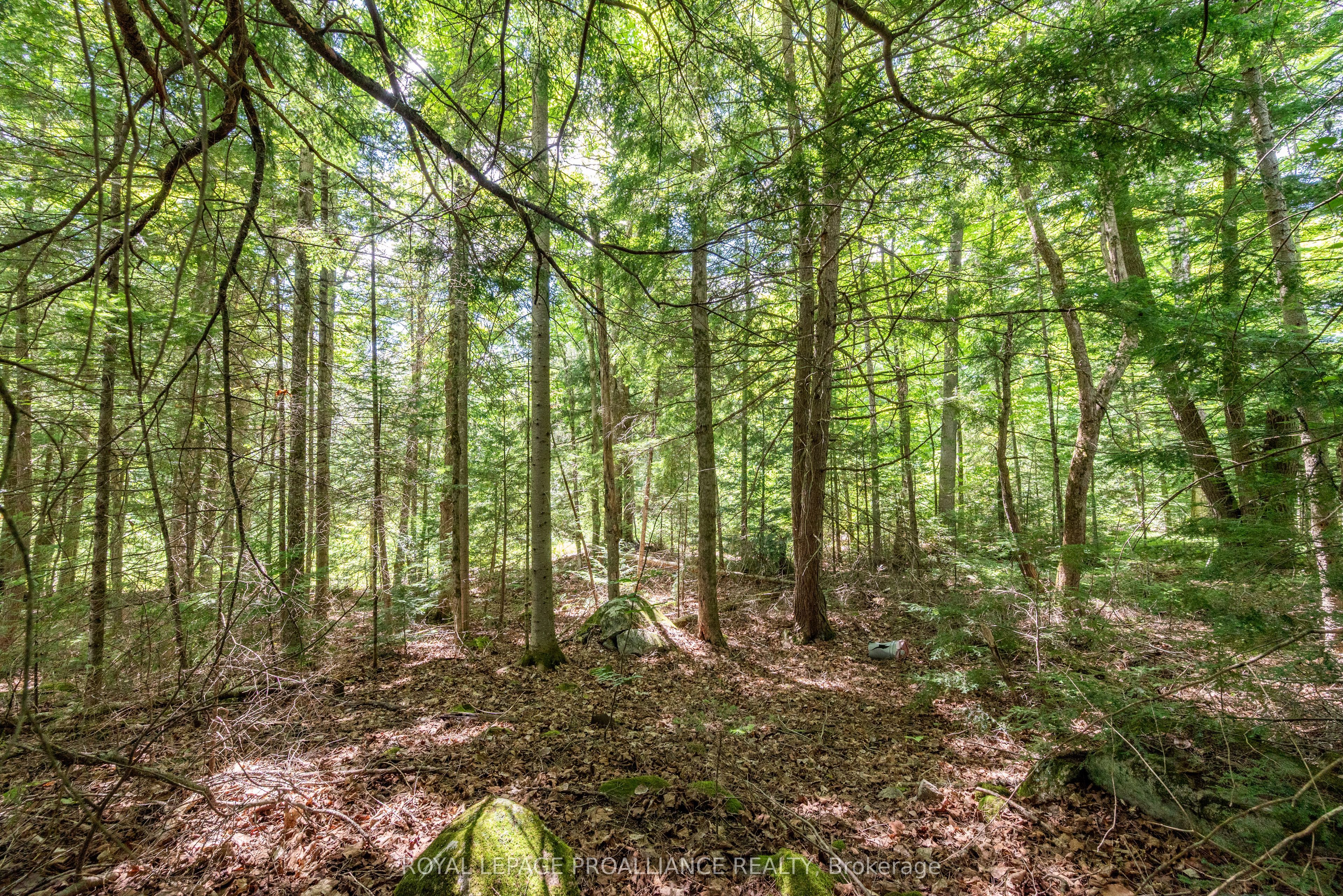 0 Buckshot Lake Road Property Photo 1