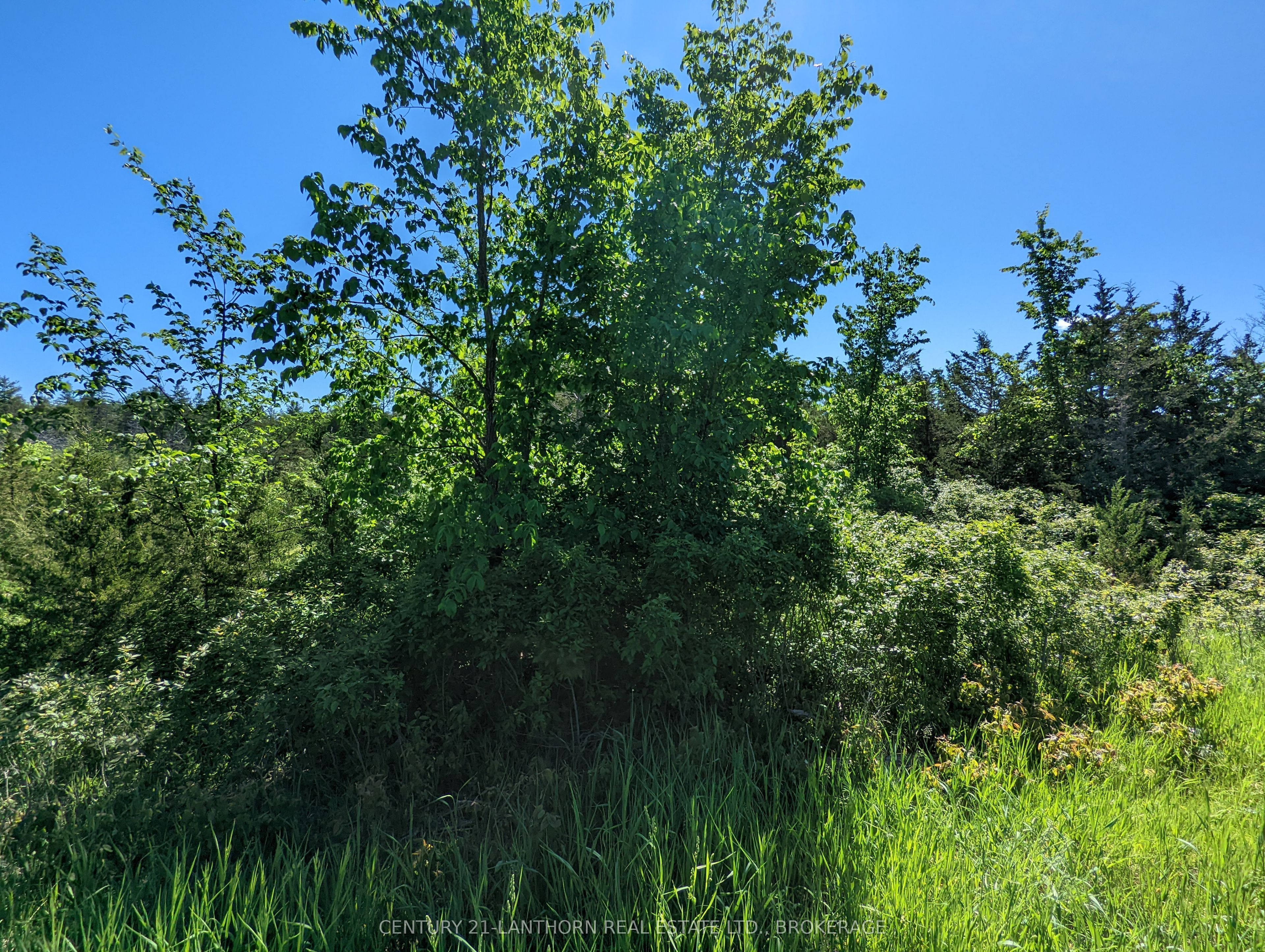 0 Pinegrove Road Property Photo 15