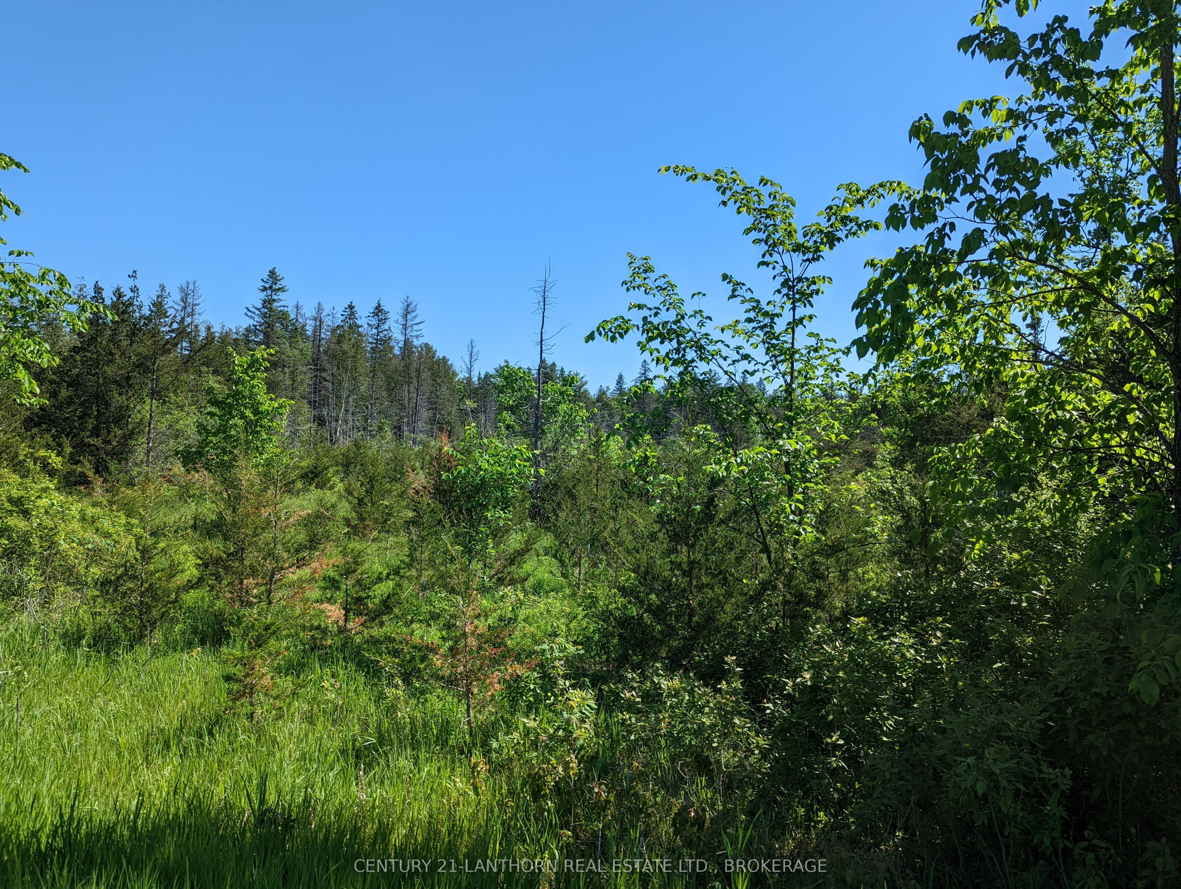 0 Pinegrove Road Property Photo 19