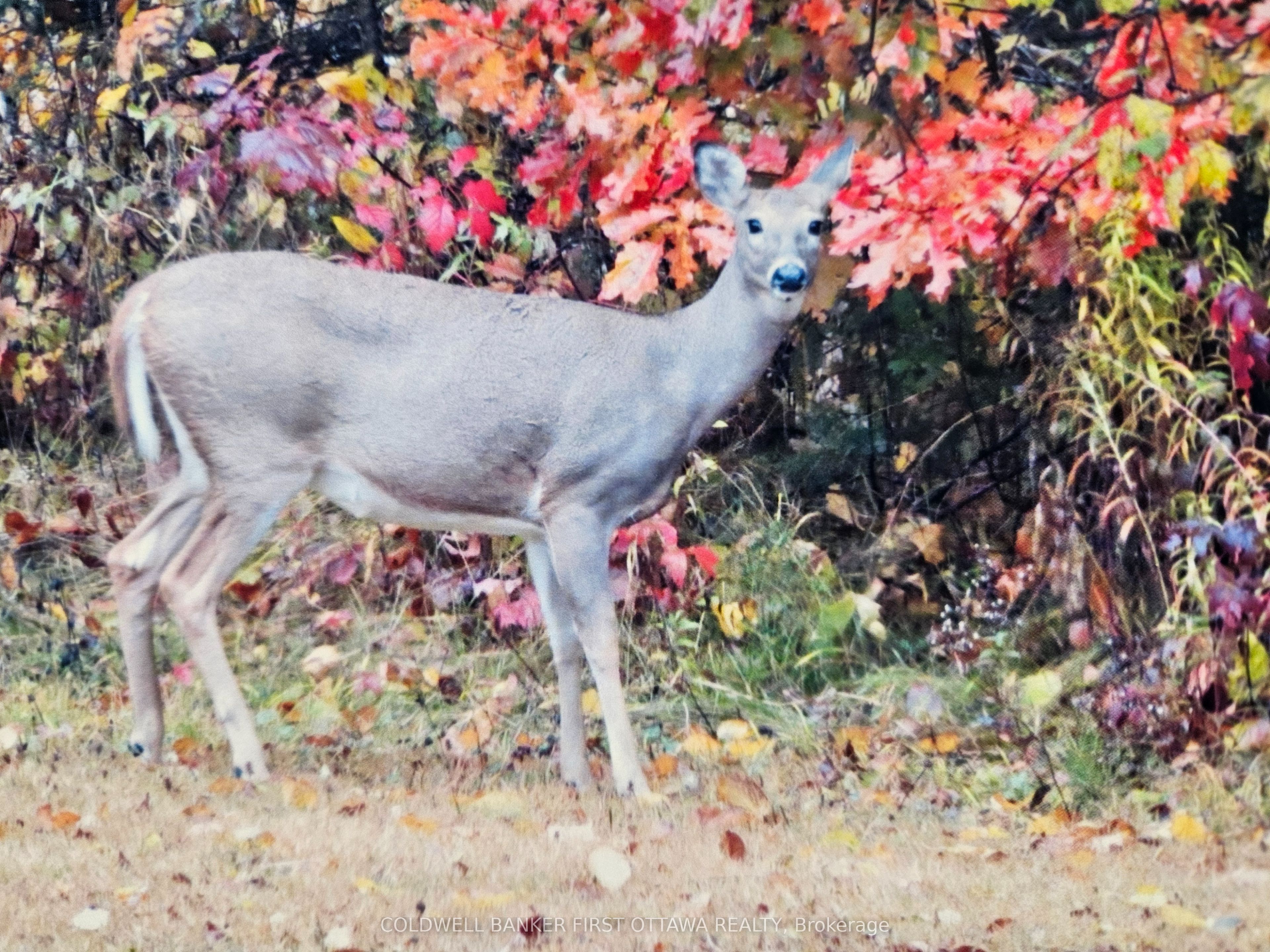 9252 Highway 511 Road Property Photo 29