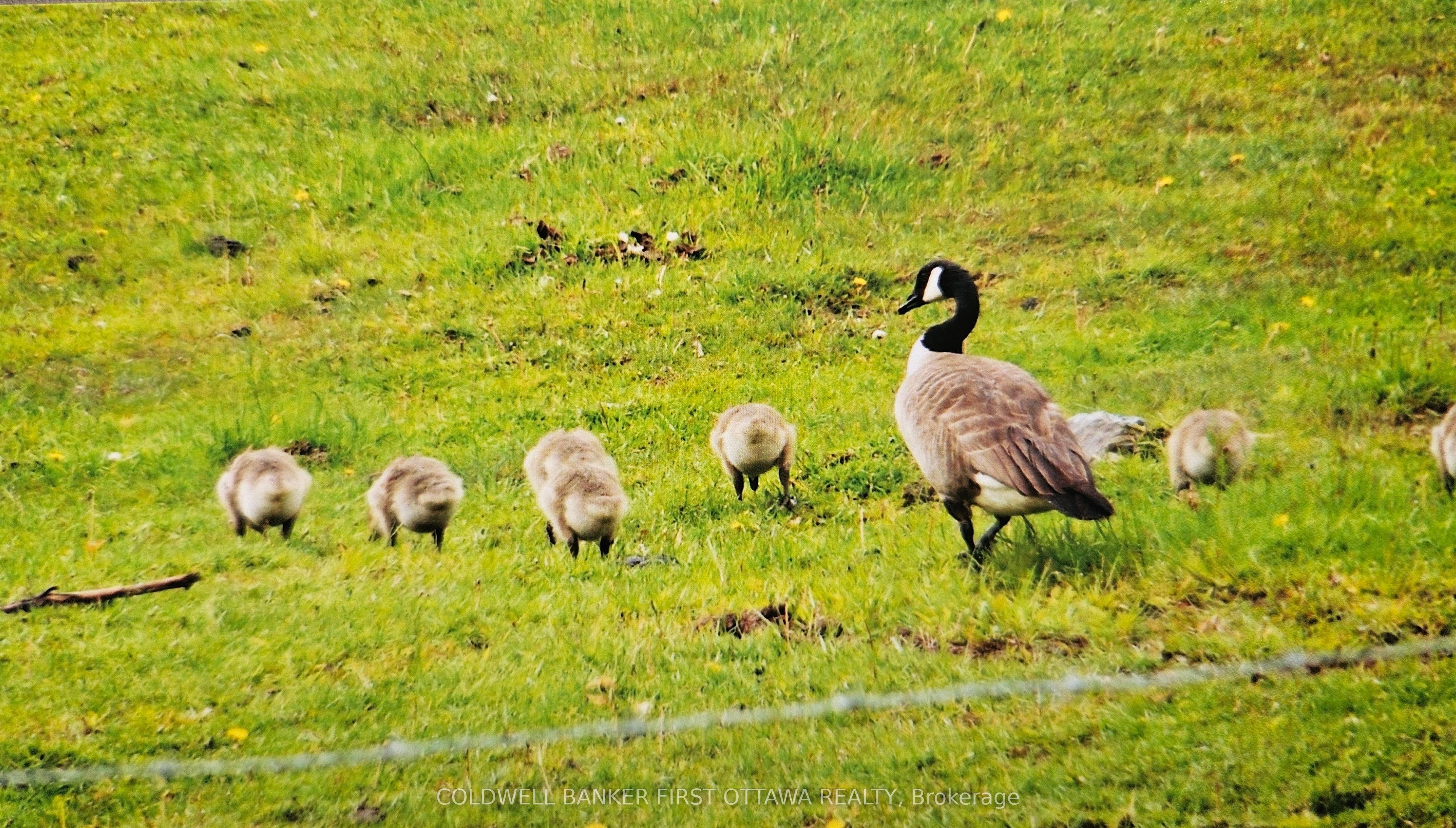 9252 Highway 511 Road Property Photo 36