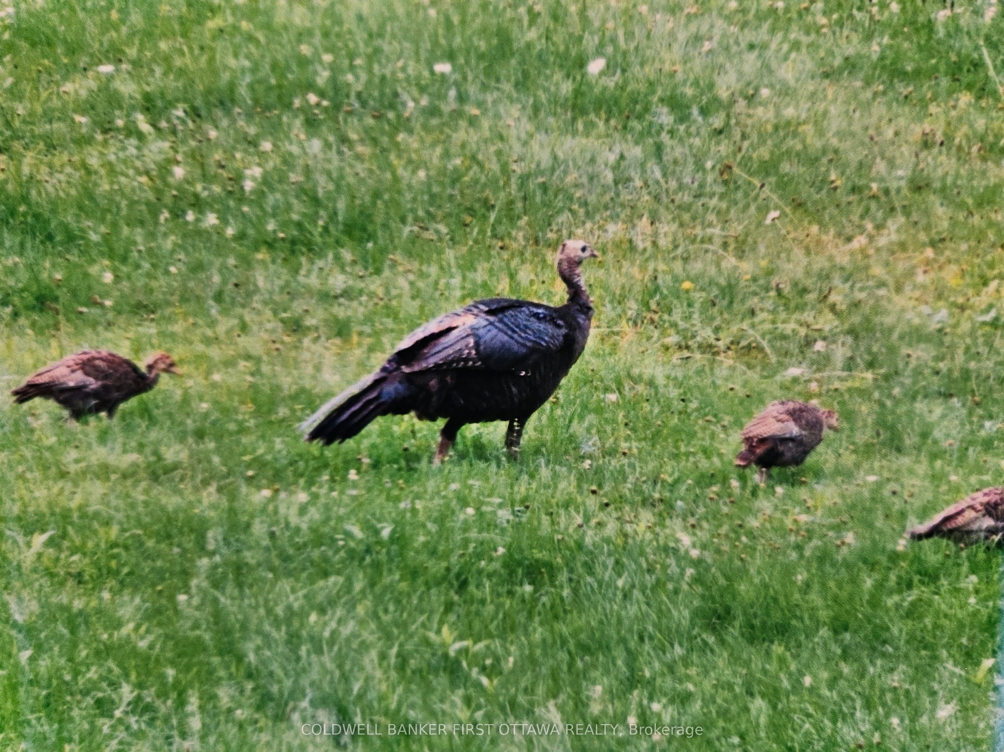 9252 Highway 511 Road Property Photo 38