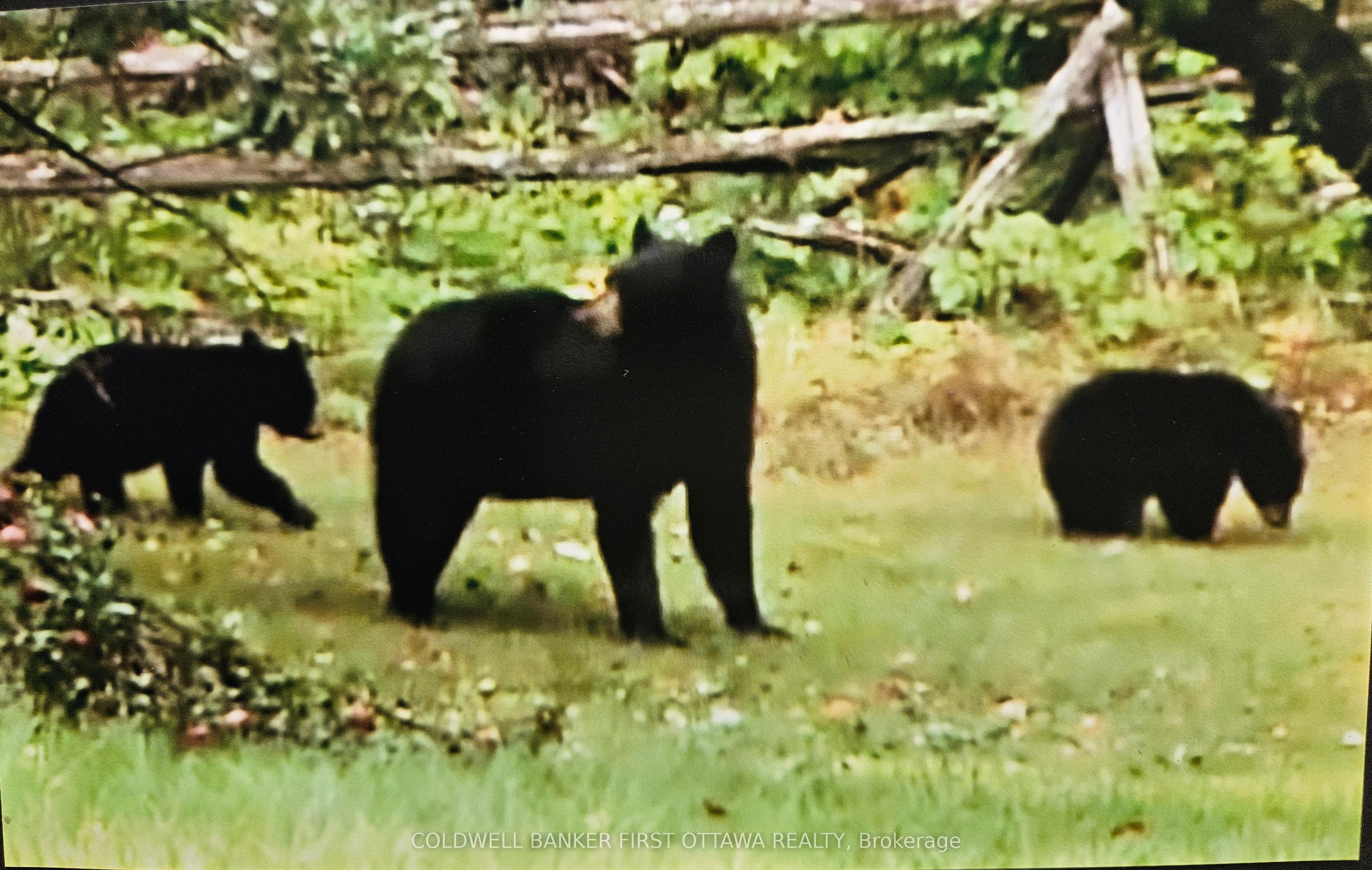 9252 Highway 511 Road Property Photo 41