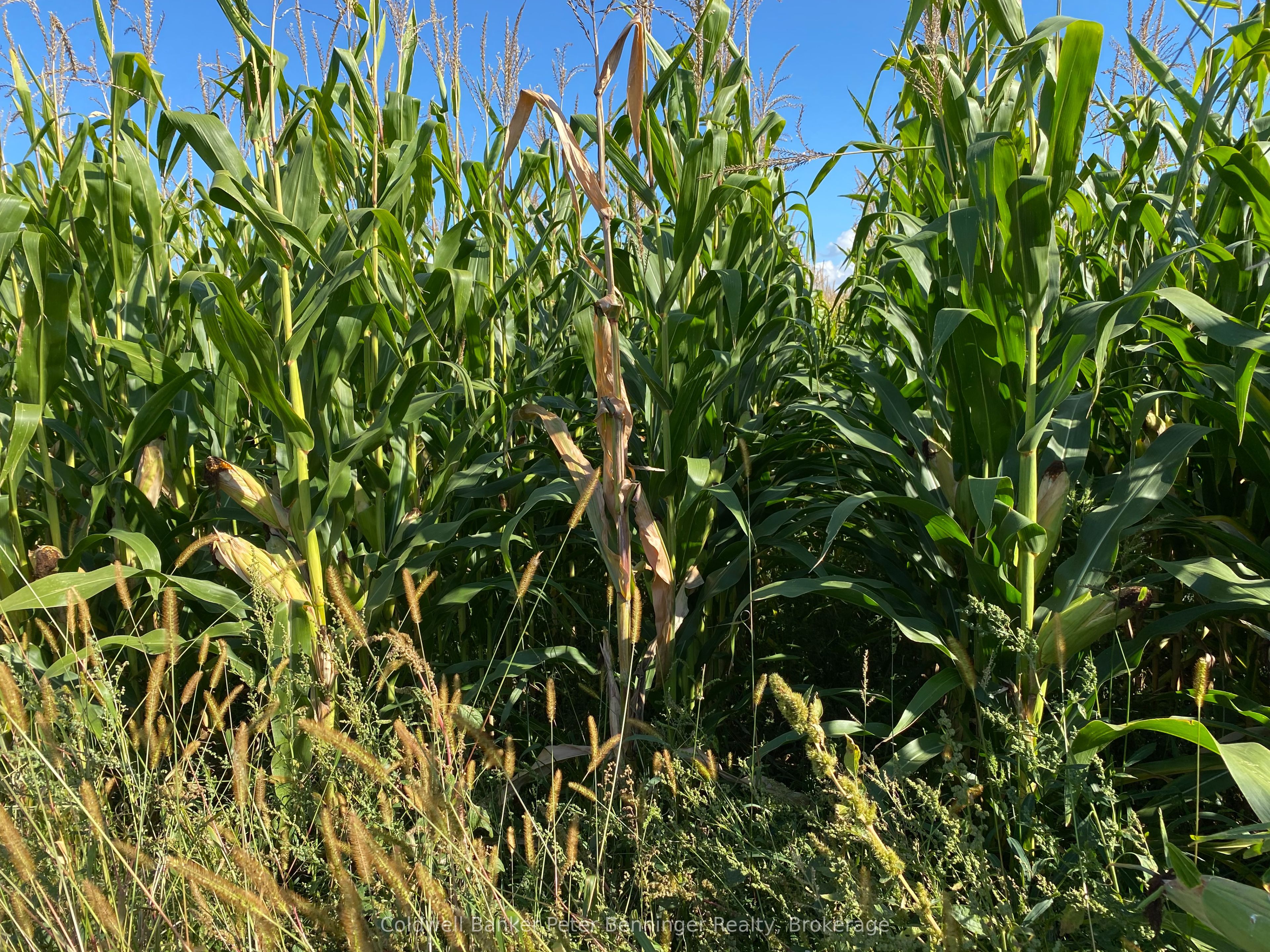 1315 Concession 8 Concession Property Photo 6