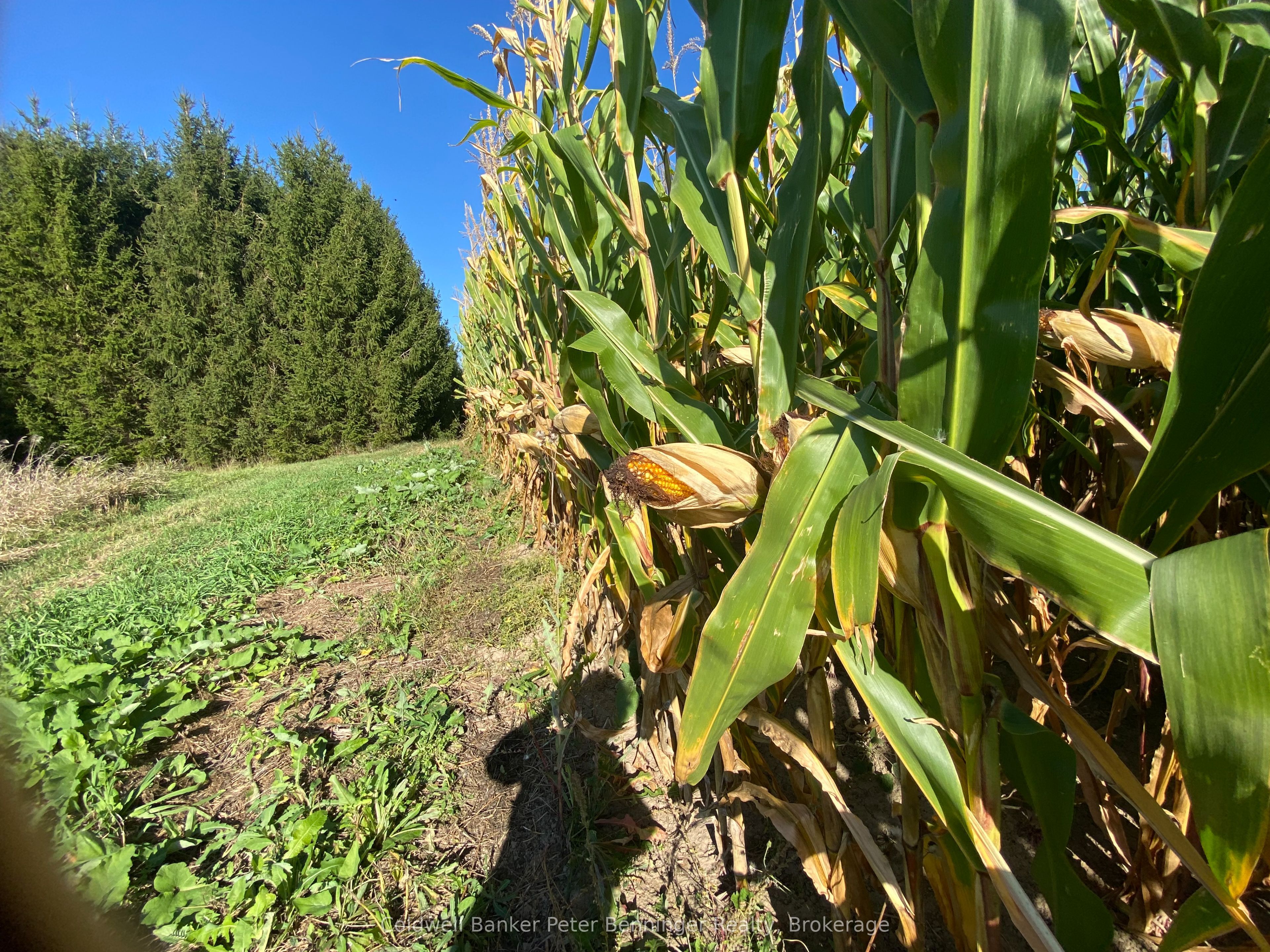 1315 Concession 8 Concession Property Photo 7