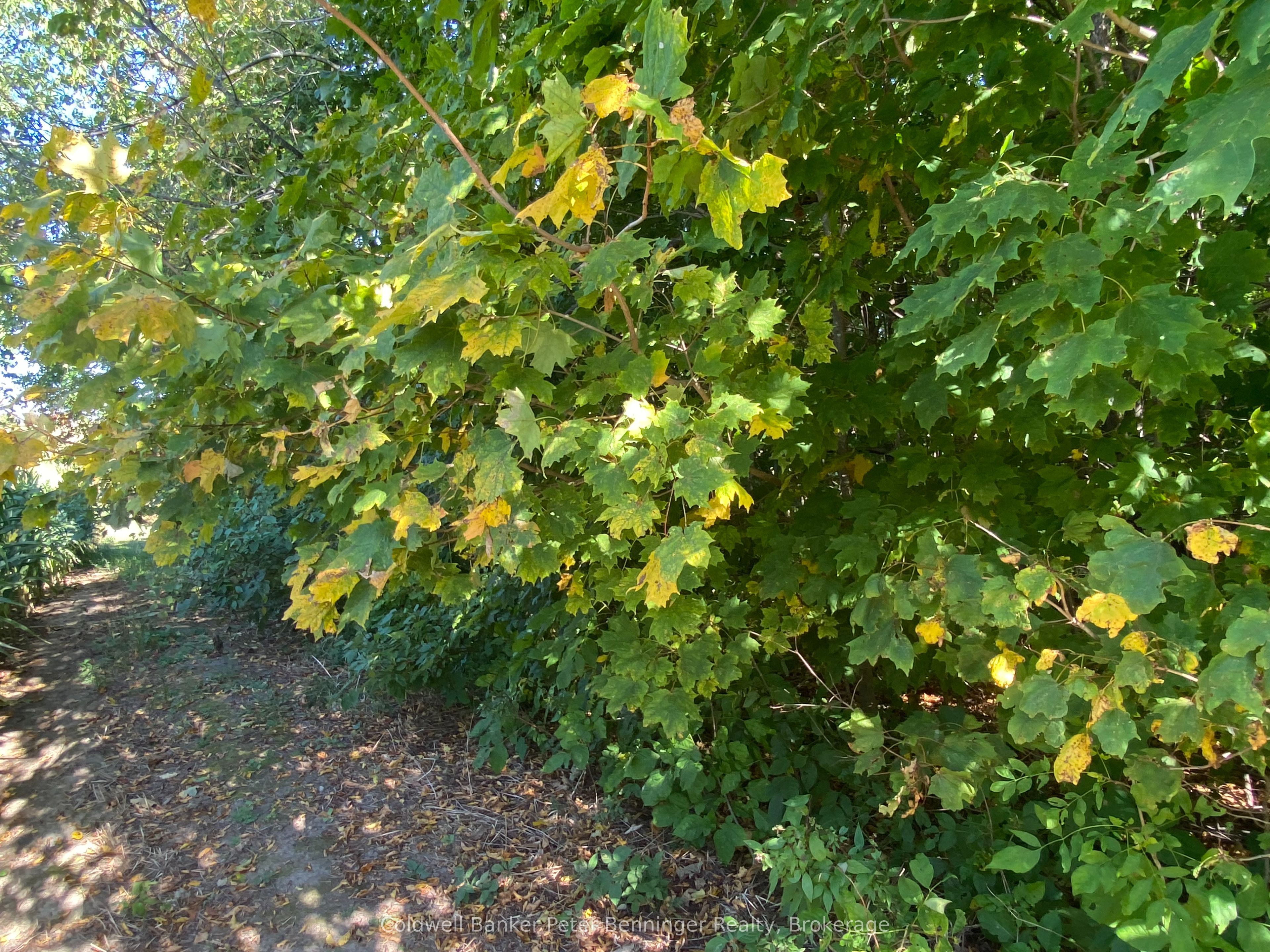 1315 Concession 8 Concession Property Photo 18