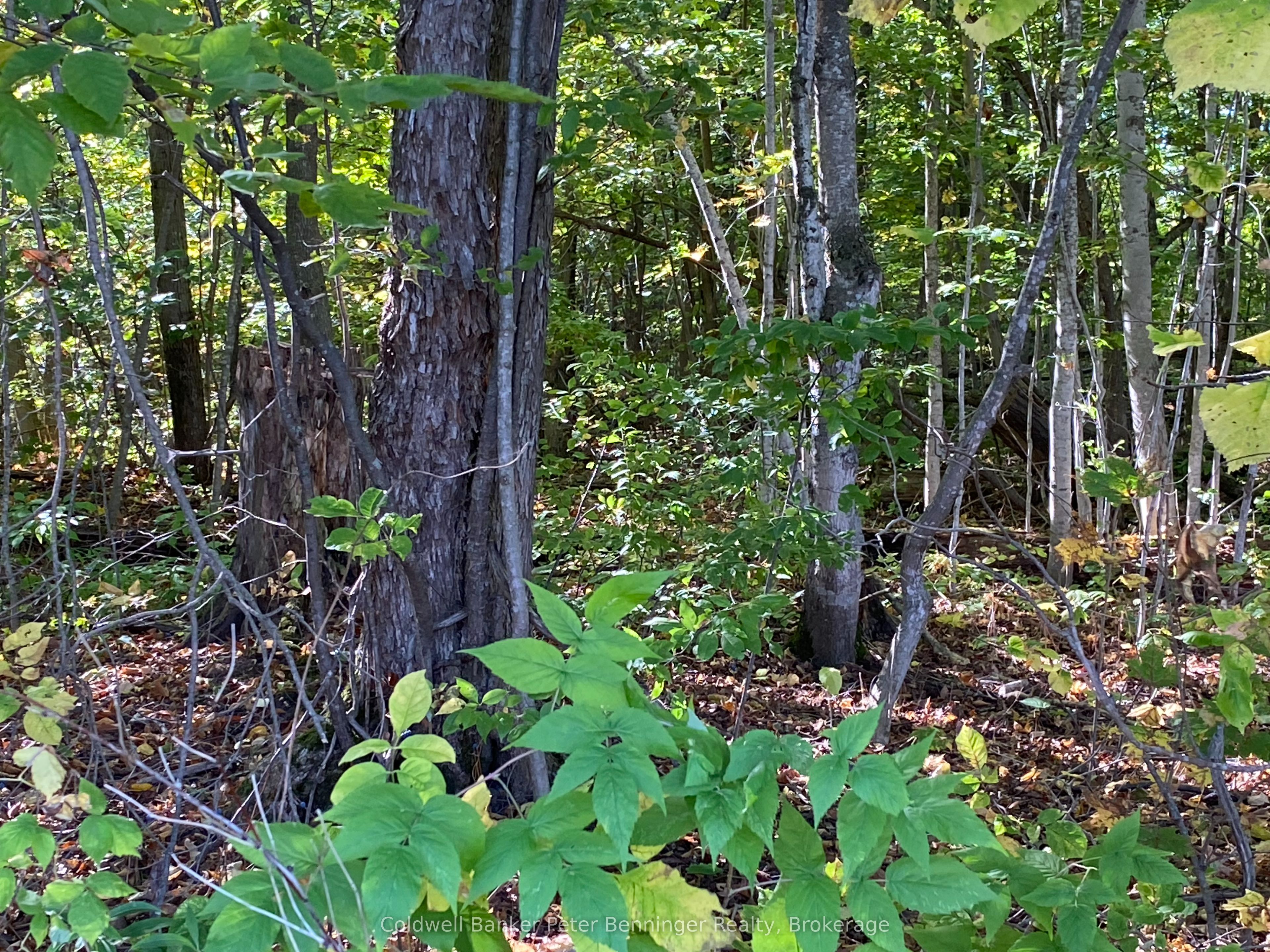 1315 Concession 8 Concession Property Photo 19