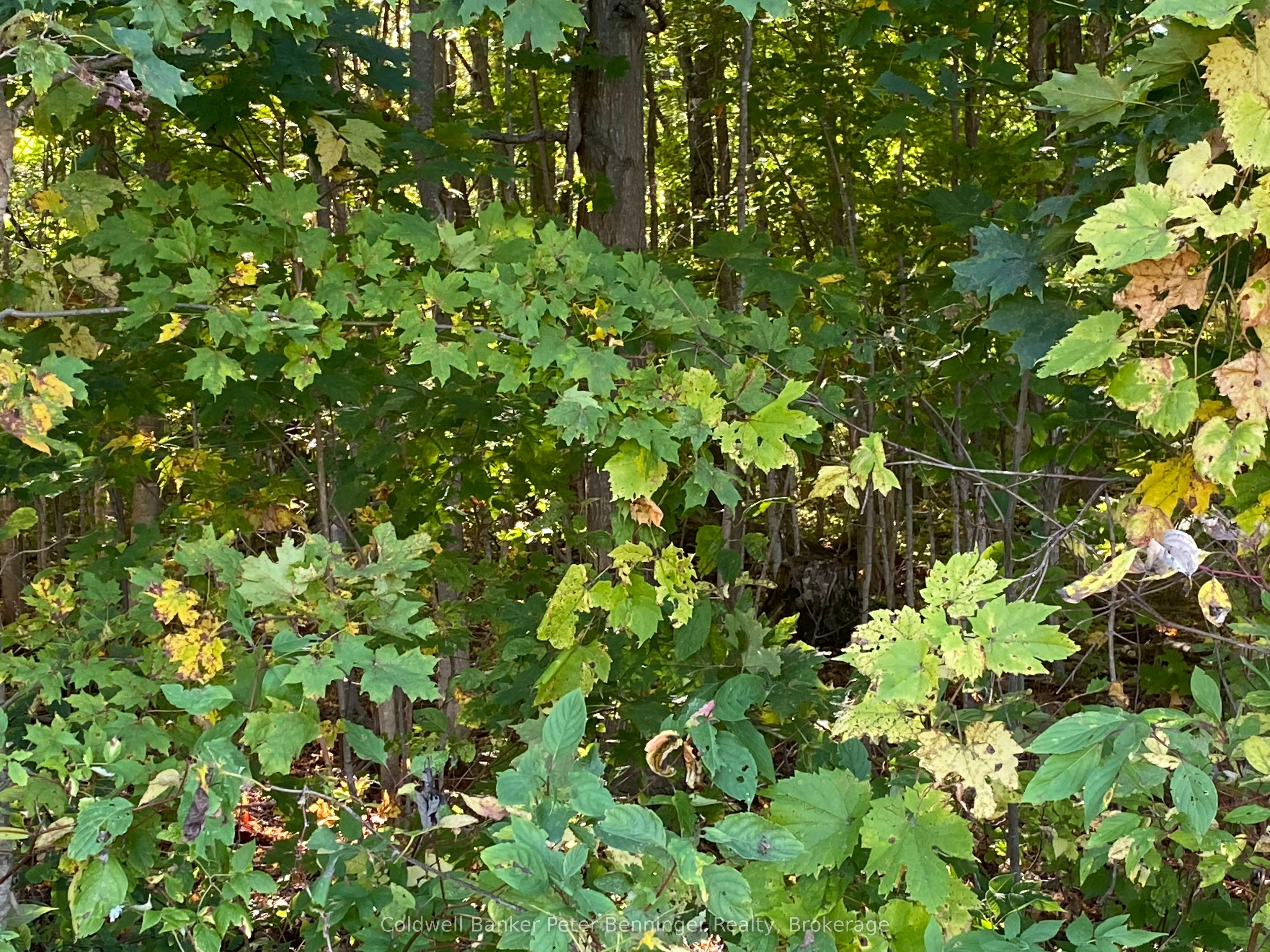 1315 Concession 8 Concession Property Photo 20