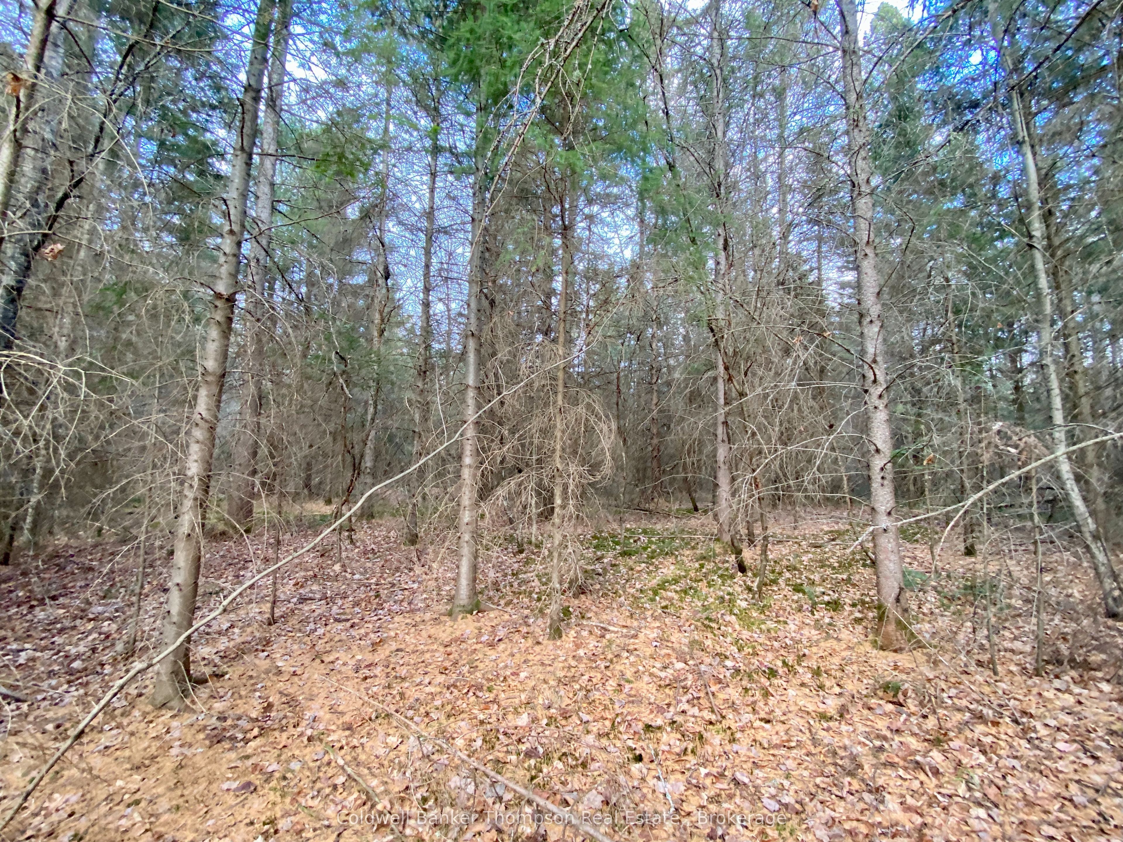 Lot 0-b Legrou's Lake Road Property Photo 6