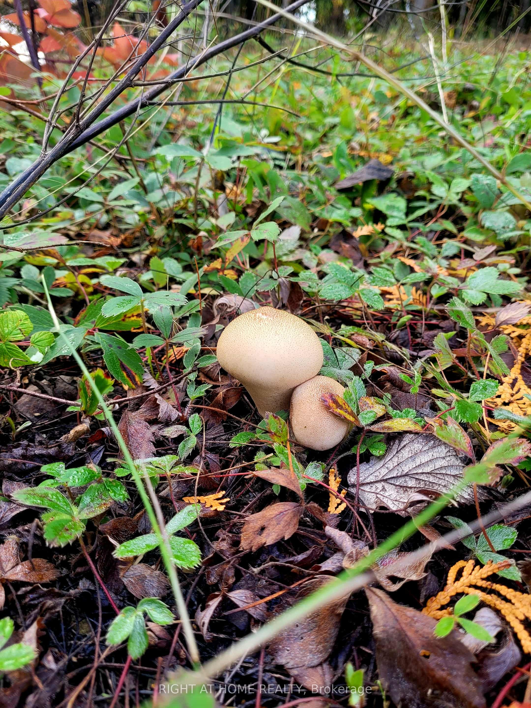 94 Dr. Mclay Drive Property Photo 24