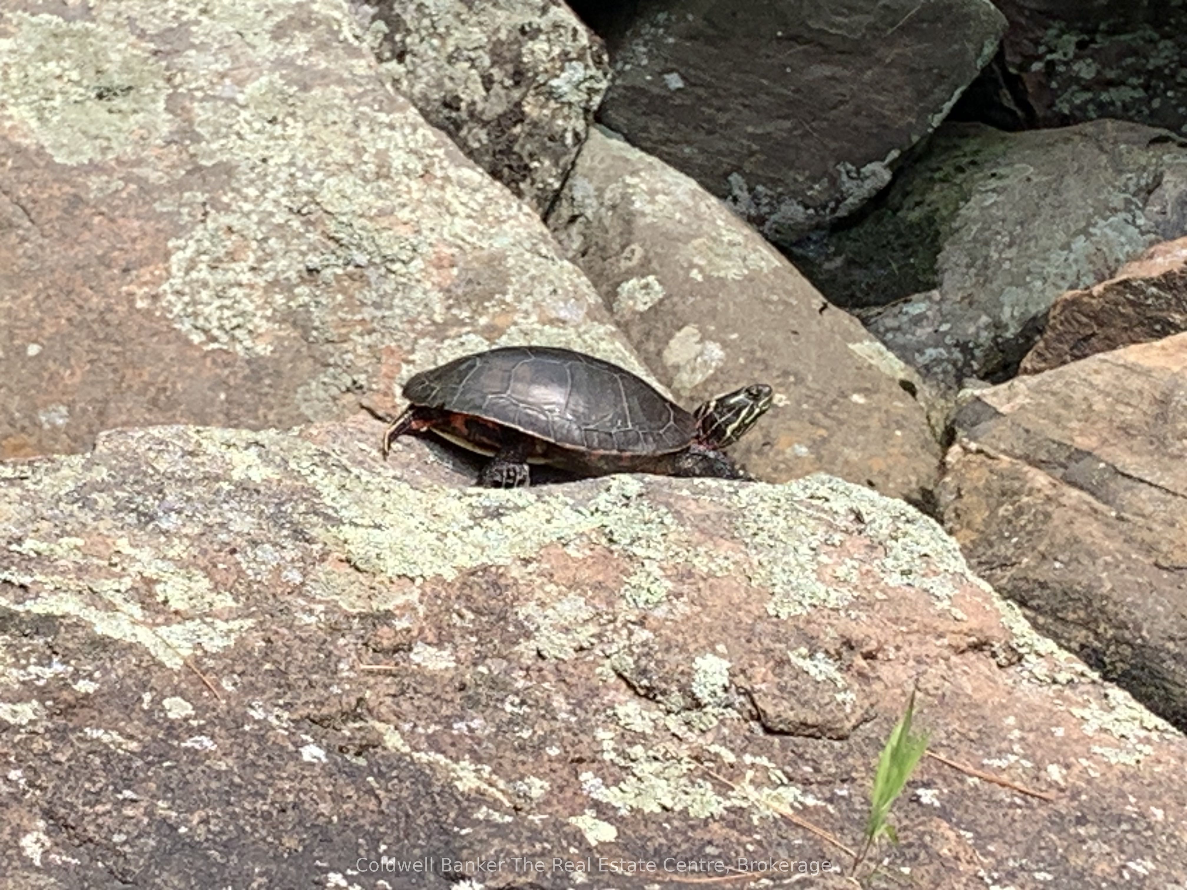 1517 Southwood Road Property Photo 17