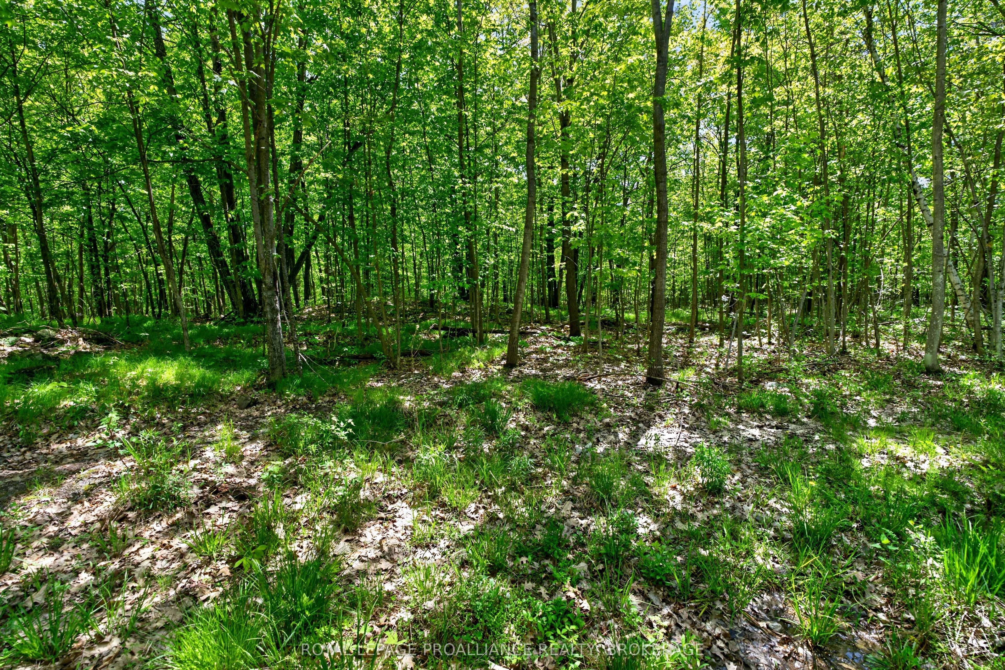 Pt Lts 12 & 13 Devil Lake Road Property Photo 13