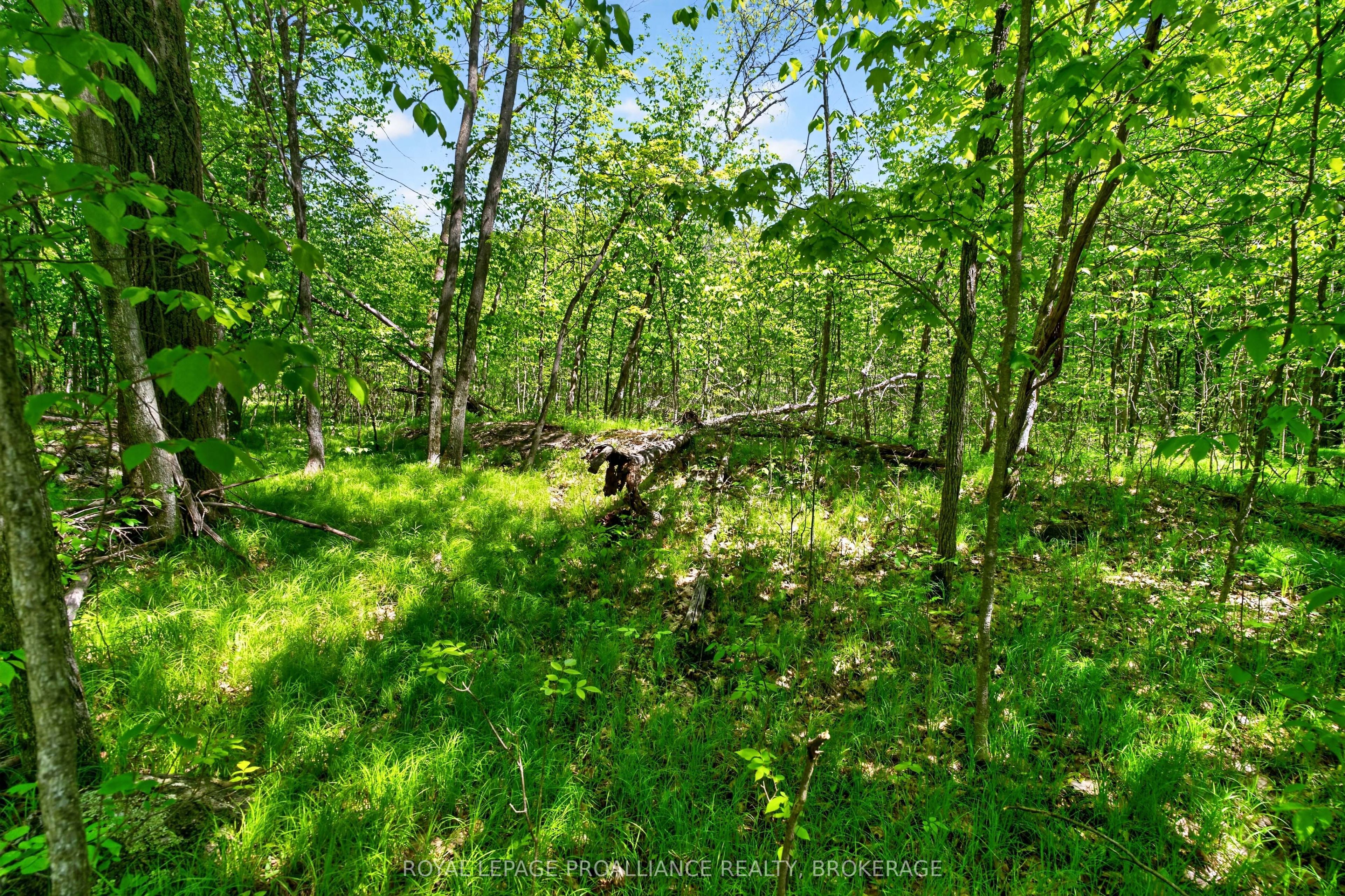 Pt Lts 12 & 13 Devil Lake Road Property Photo 15