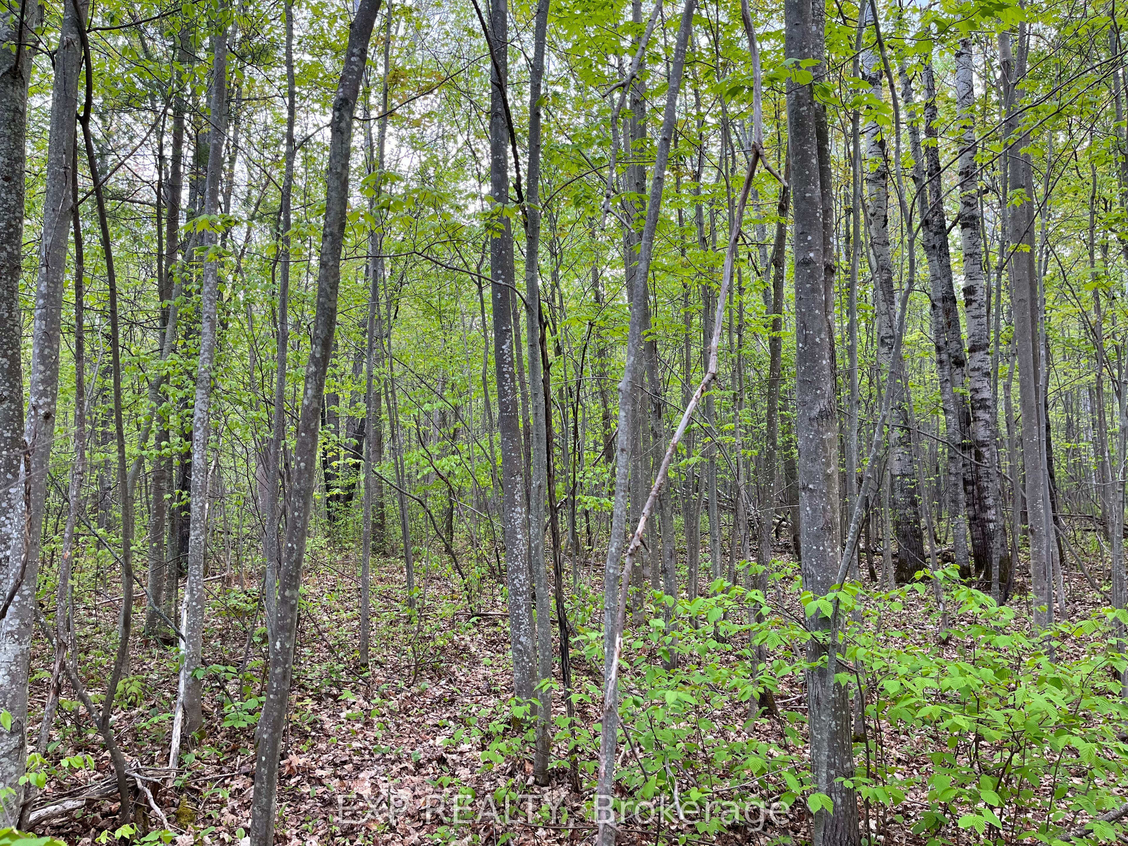 Lot 9 Casson Trail Property Photo 6