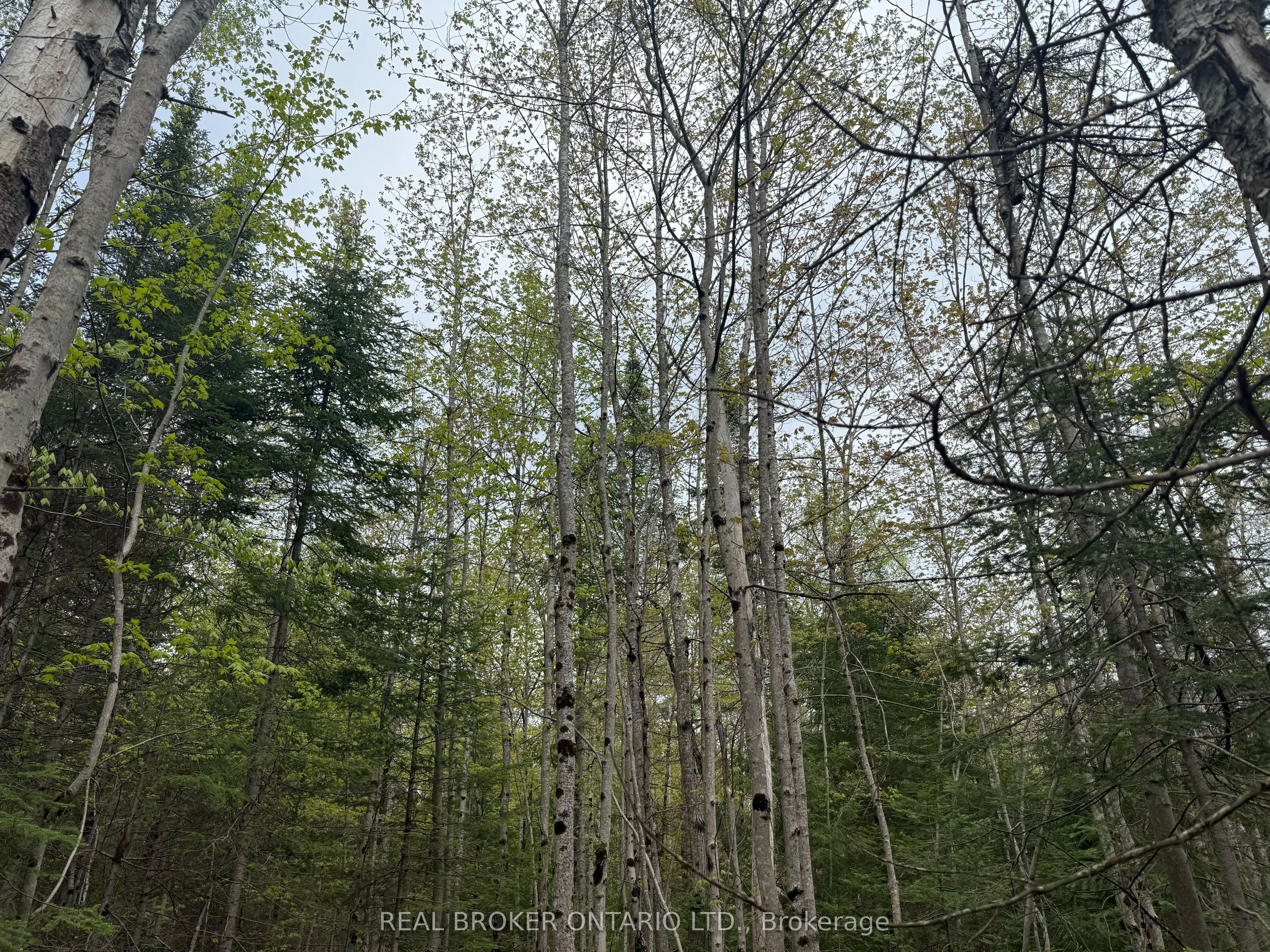 0 Bear Cave Road Property Photo 8