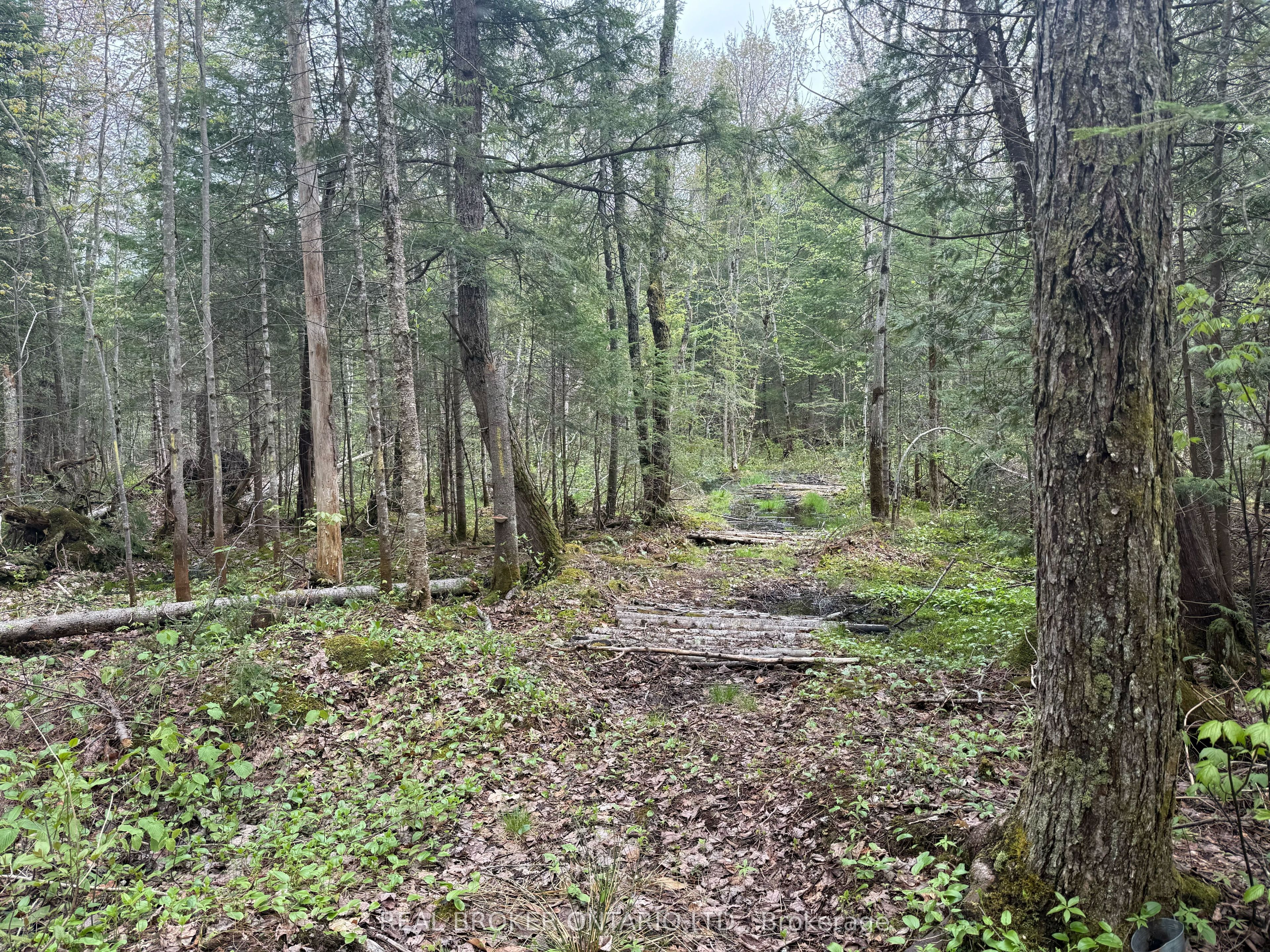0 Bear Cave Road Property Photo 12