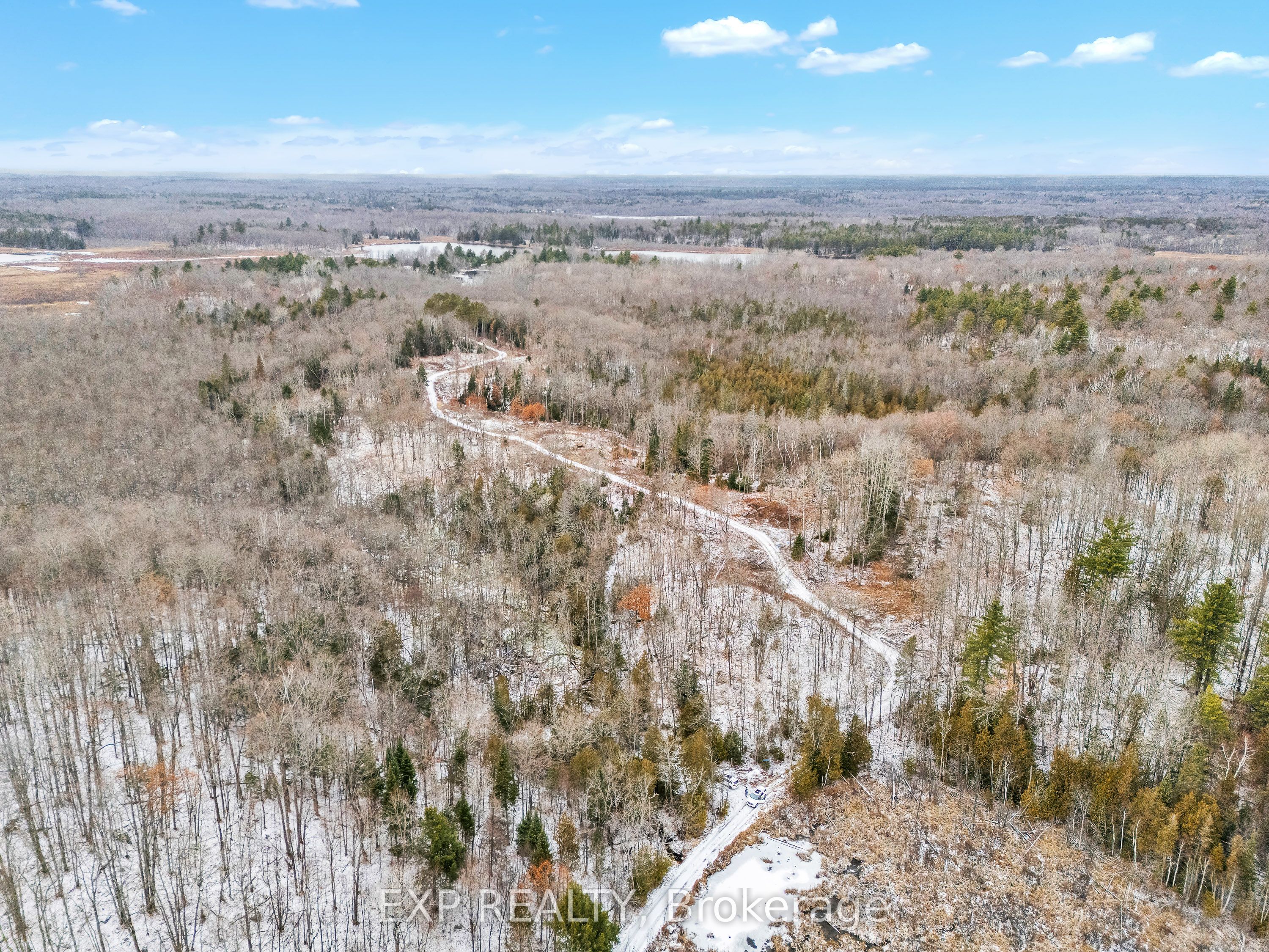Forest trails