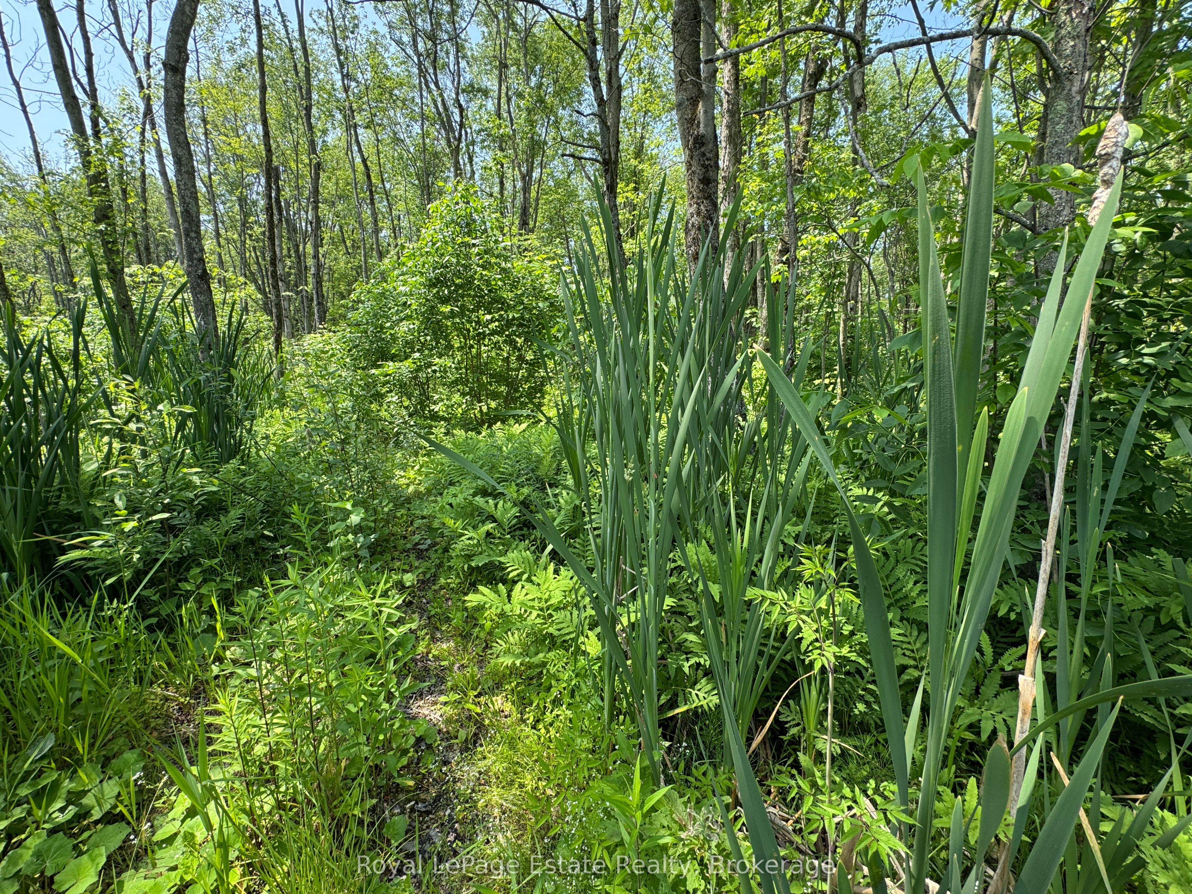 Pt Lt 36 & Pt Lt 37 13 Concession Property Photo 8