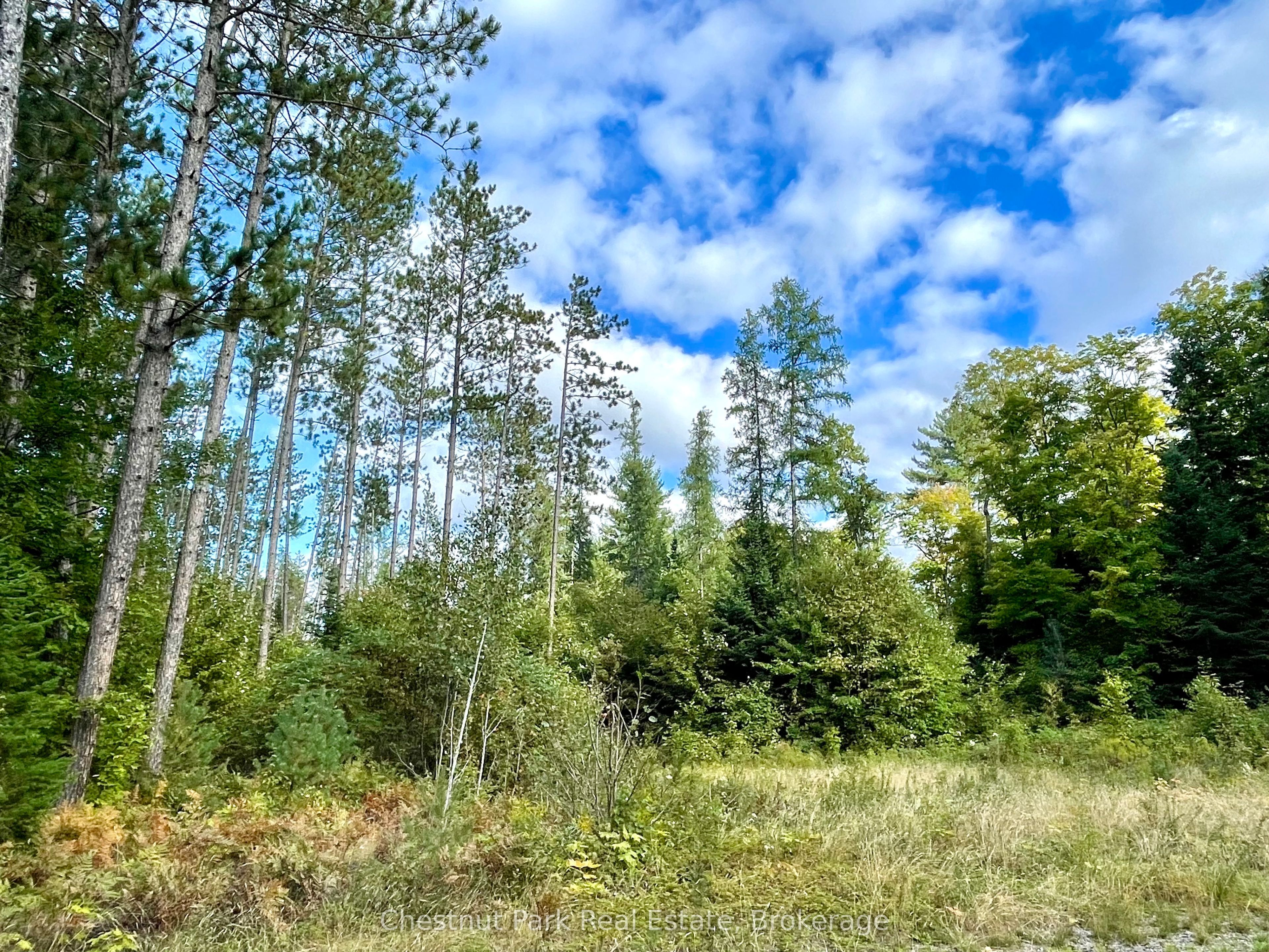 0 Cardwell Lake Road Property Photo 14