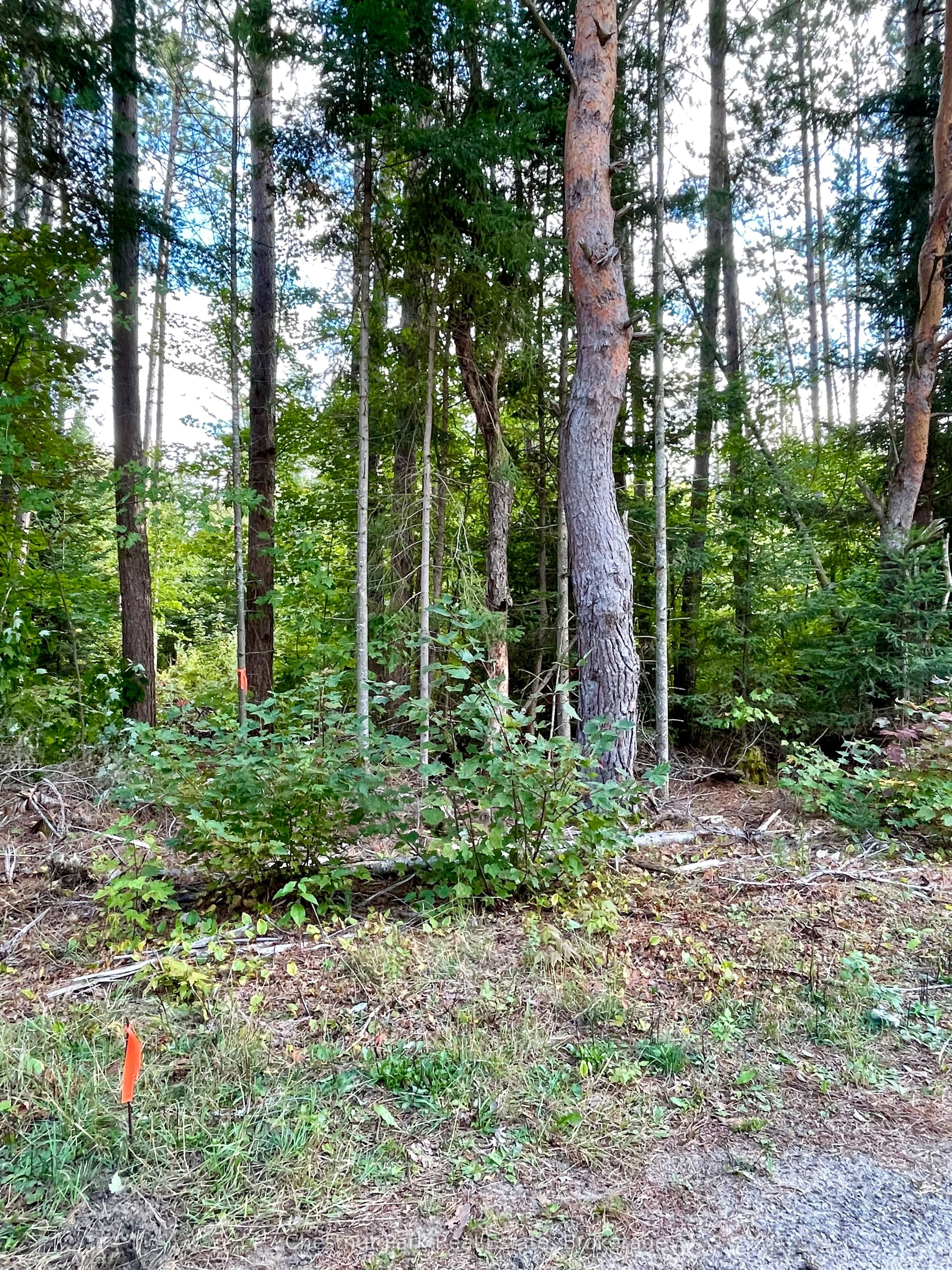 0 Cardwell Lake Road Property Photo 20