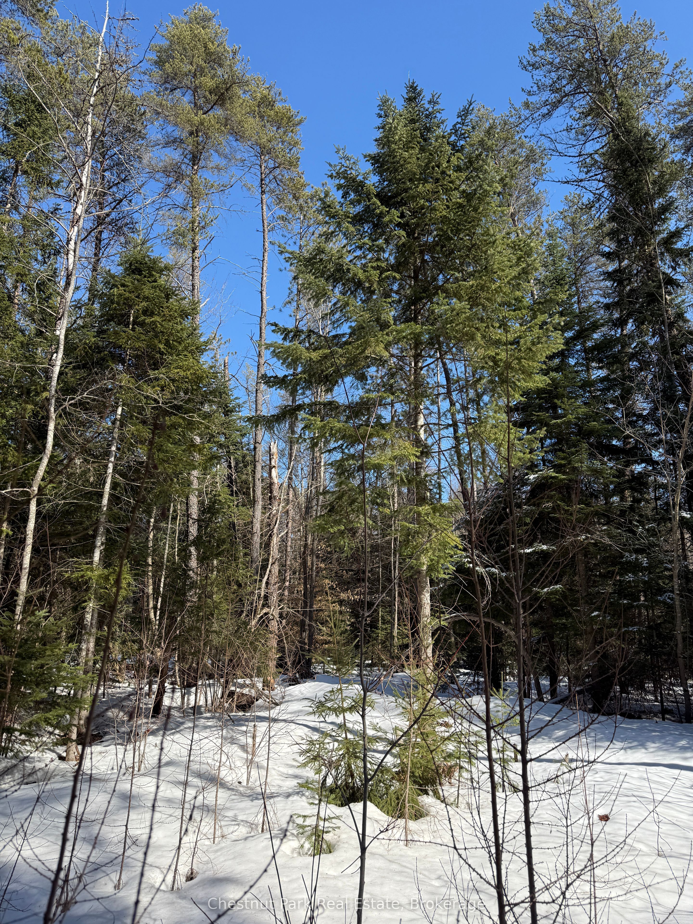 0 Cardwell Lake Road Property Photo 35