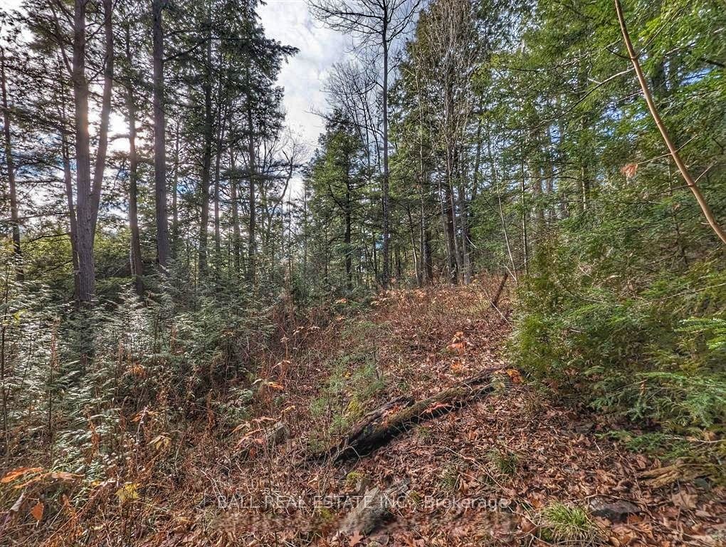 Lt 19-20 Fire Route 67 Property Photo 11