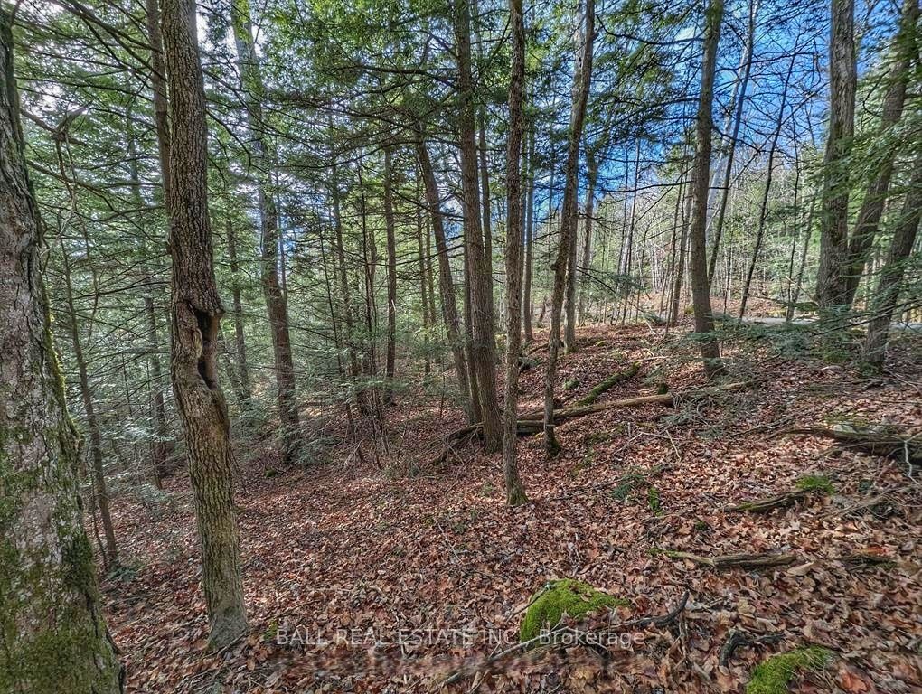 Lt 19-20 Fire Route 67 Property Photo 13