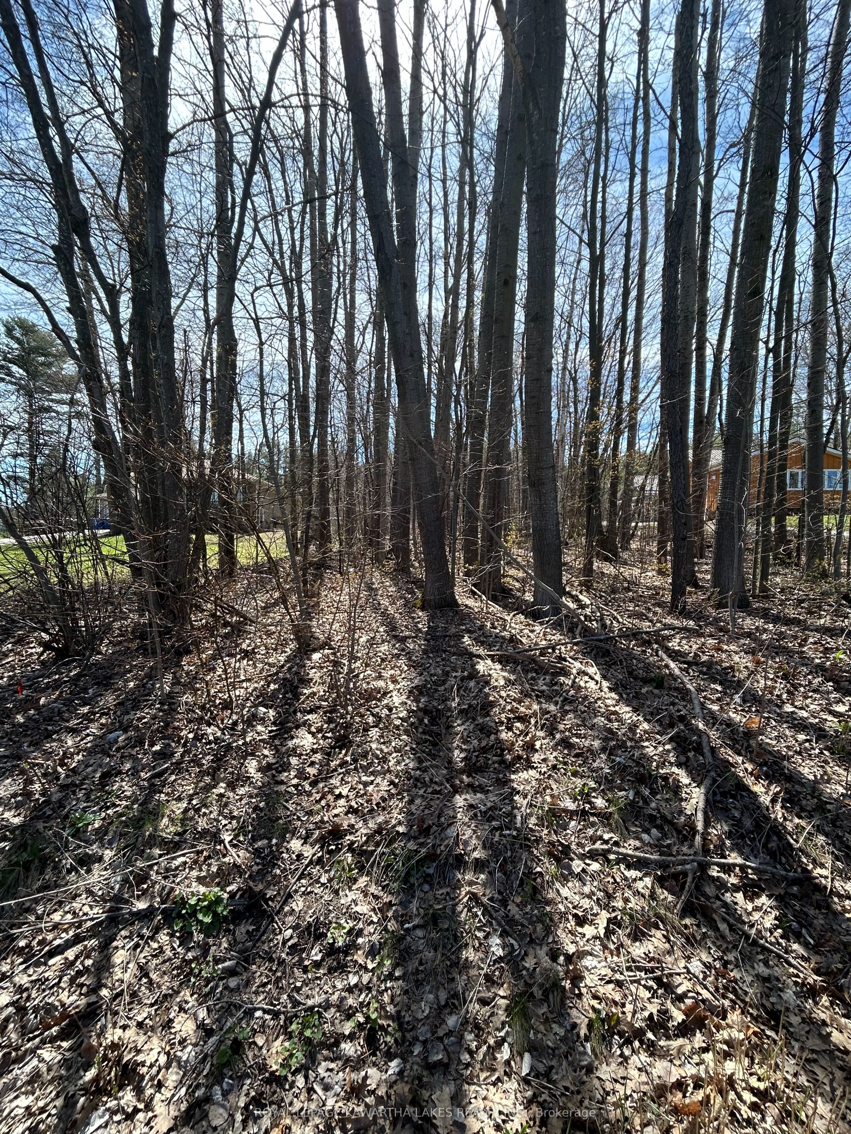 0 Poplar Drive Property Photo 2